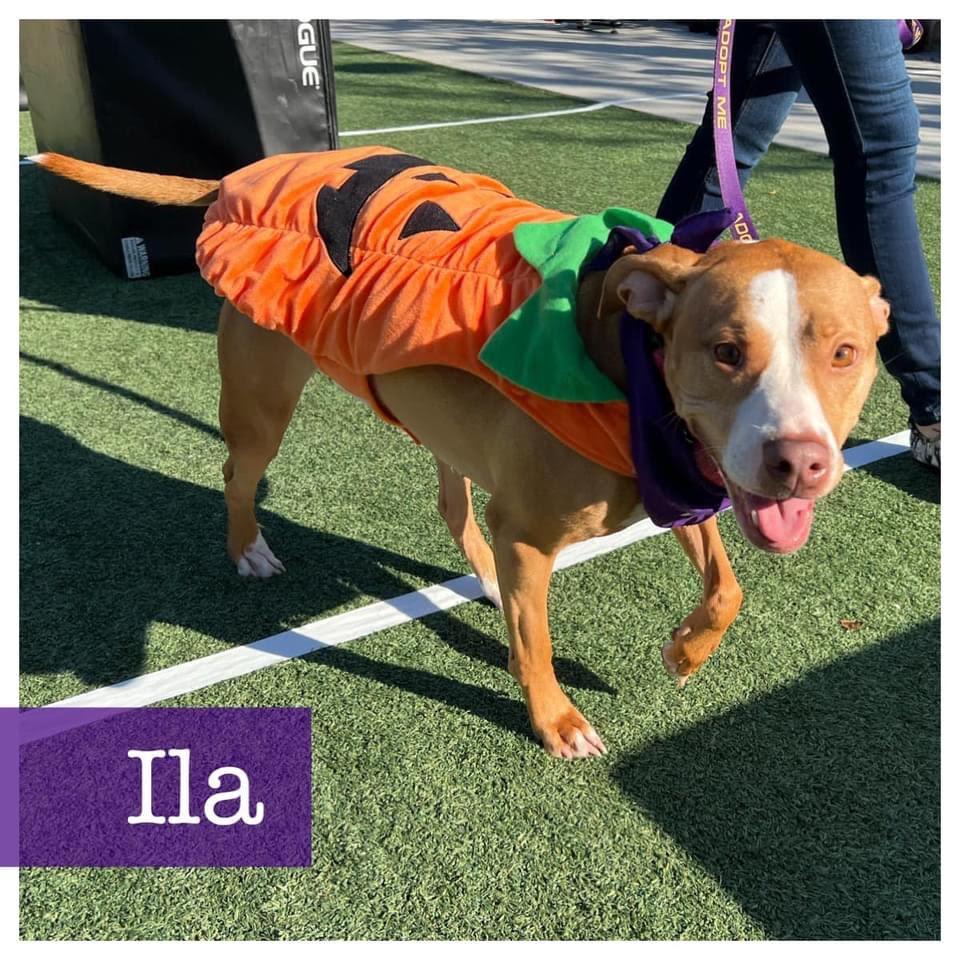 Enlarge Ila, a ADOPTABLE mixed breed in Cumming, GA image 5/5