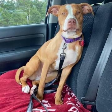 Enlarge Ila, a ADOPTABLE mixed breed in Cumming, GA image 2/5