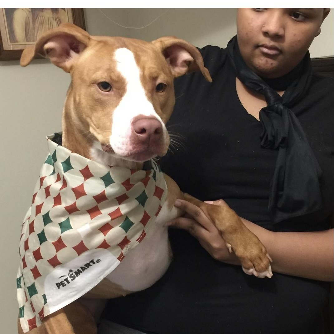 Enlarge Ila, a ADOPTABLE mixed breed in Cumming, GA image 4/5