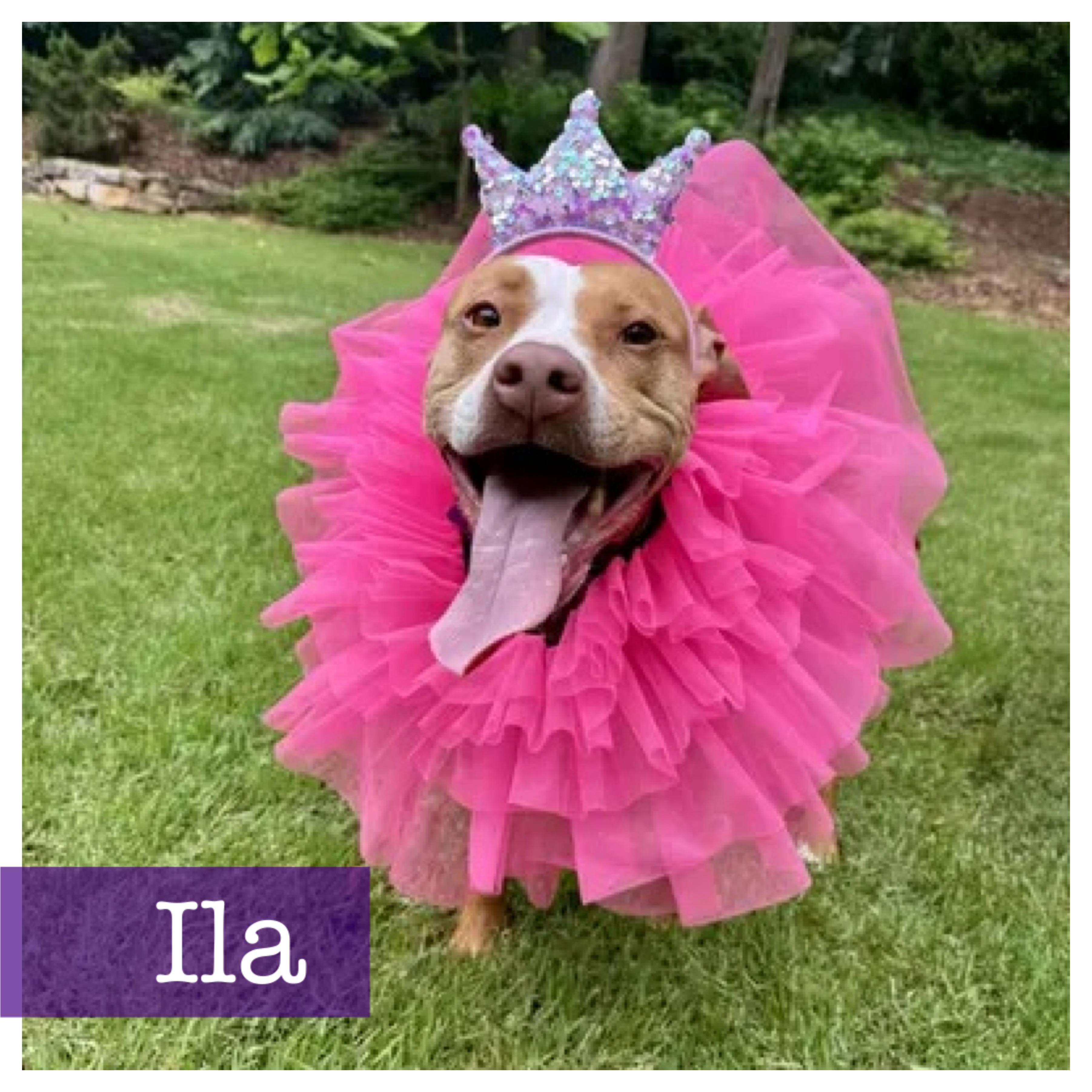 Ila, Adoptable, Adult Female Vizsla & Terrier.
