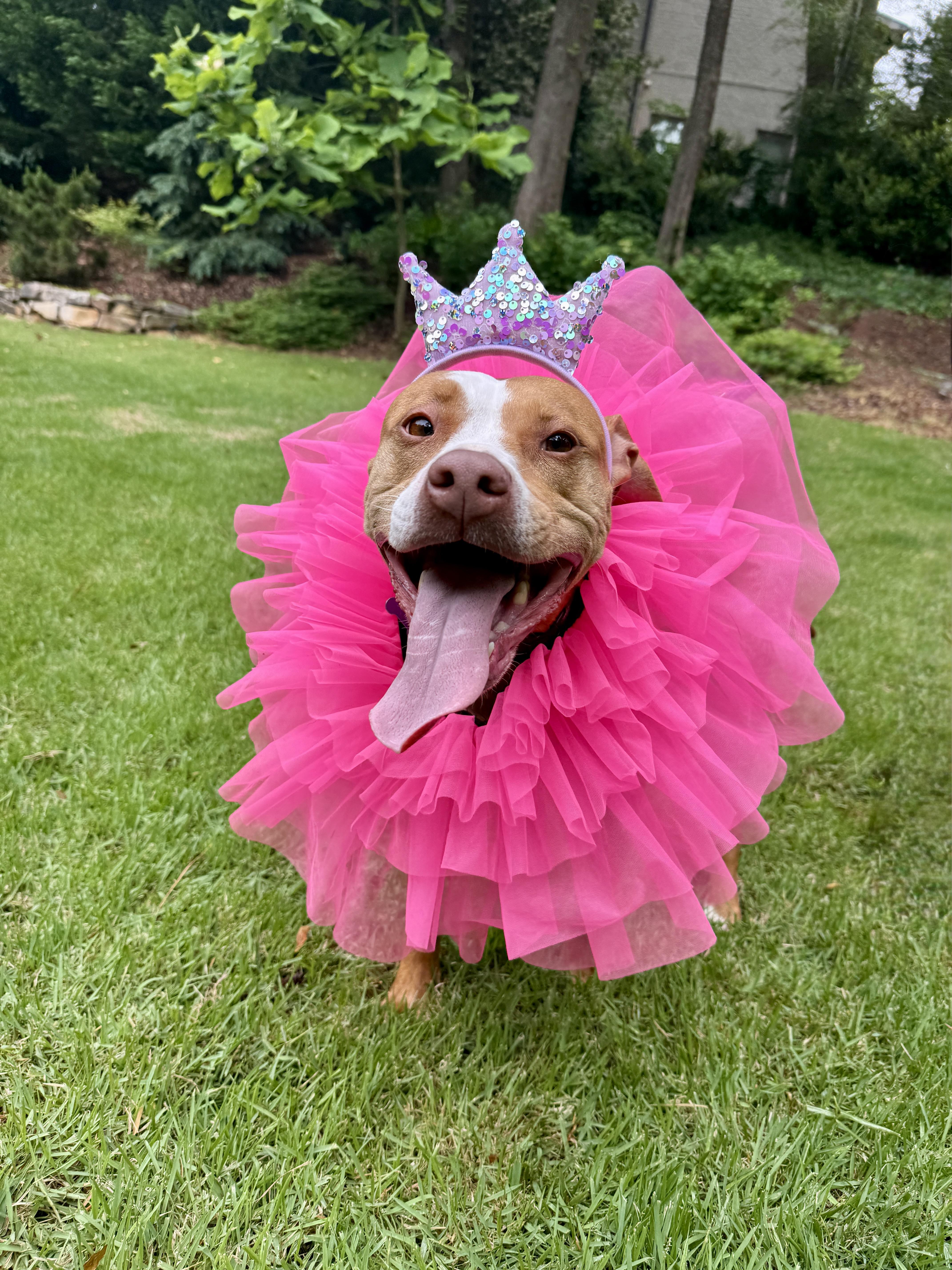 Enlarge Ila, a ADOPTABLE mixed breed in Cumming, GA image 1/5