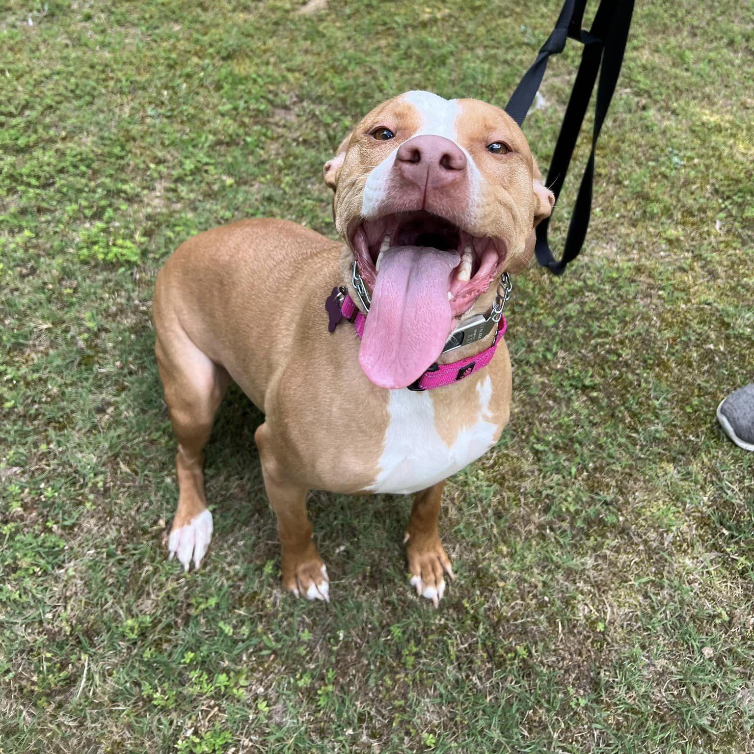 Enlarge Ila, a ADOPTABLE mixed breed in Cumming, GA image 1/5