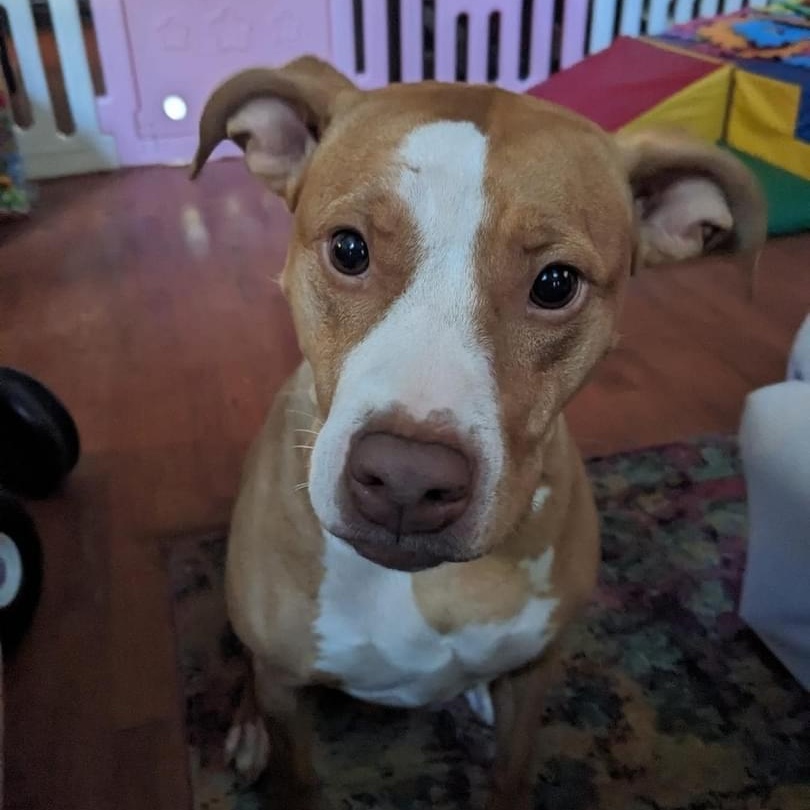 Enlarge Ila, a ADOPTABLE mixed breed in Cumming, GA image 3/5