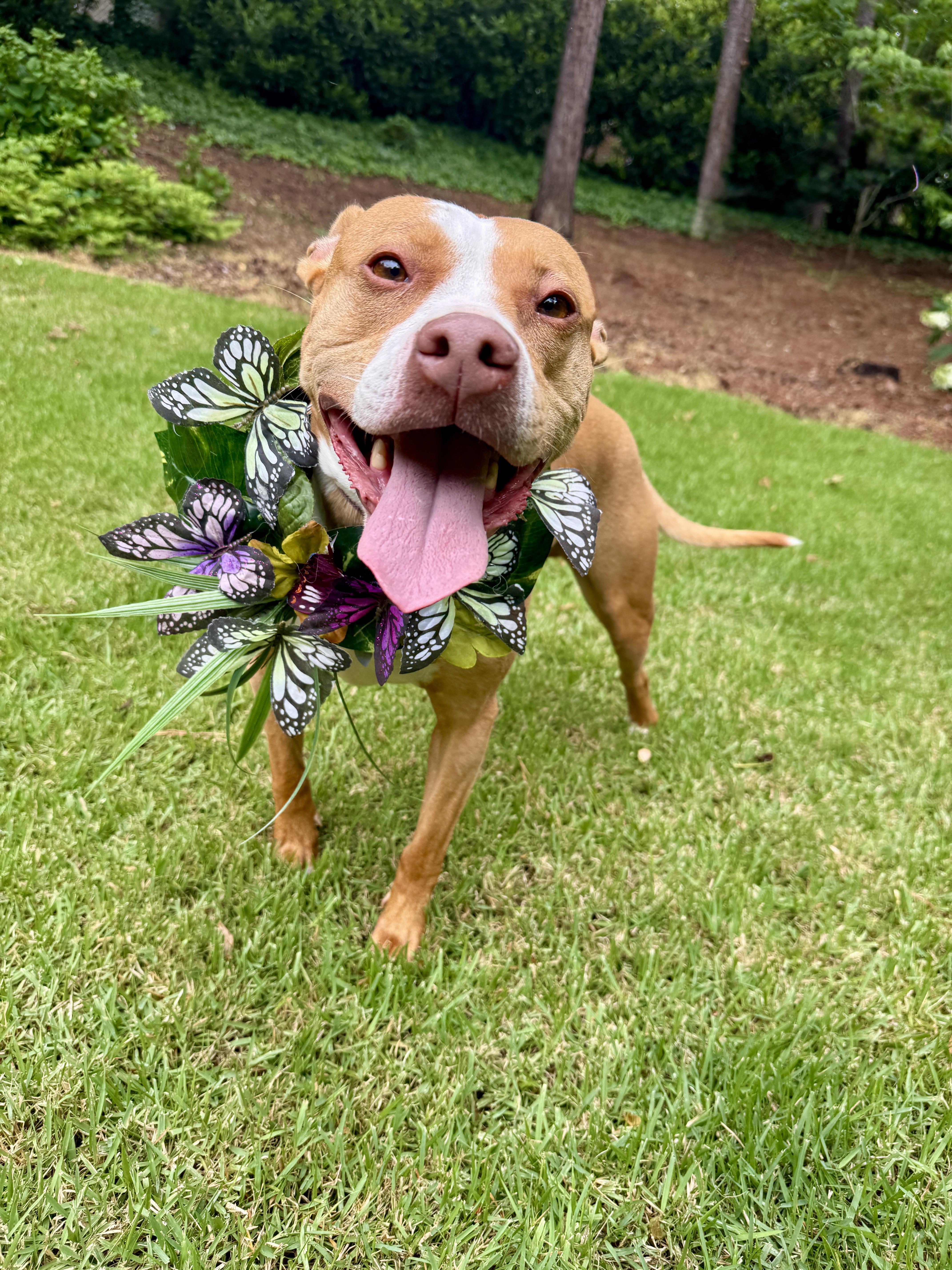 Enlarge Ila, a ADOPTABLE mixed breed in Cumming, GA image 5/5