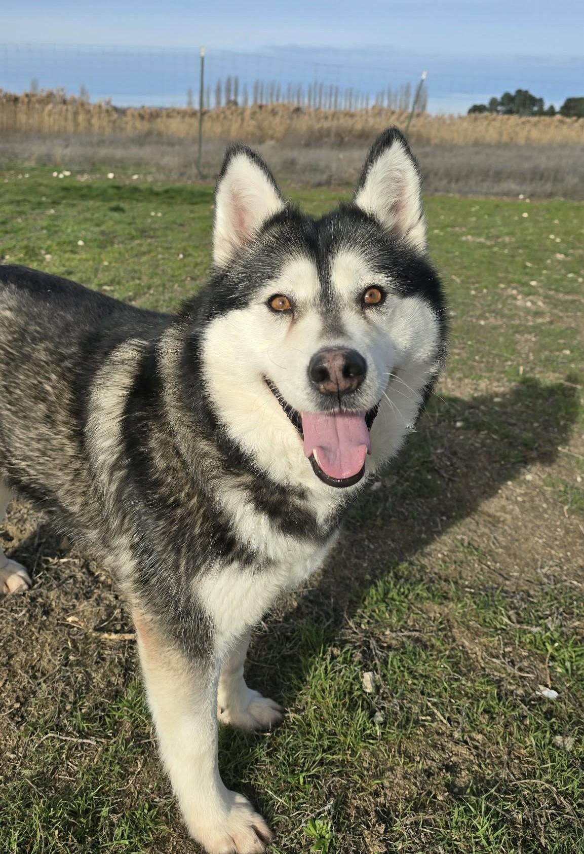 Enlarge Gwyneira, a ADOPTABLE Husky in Othello, WA image 2/6