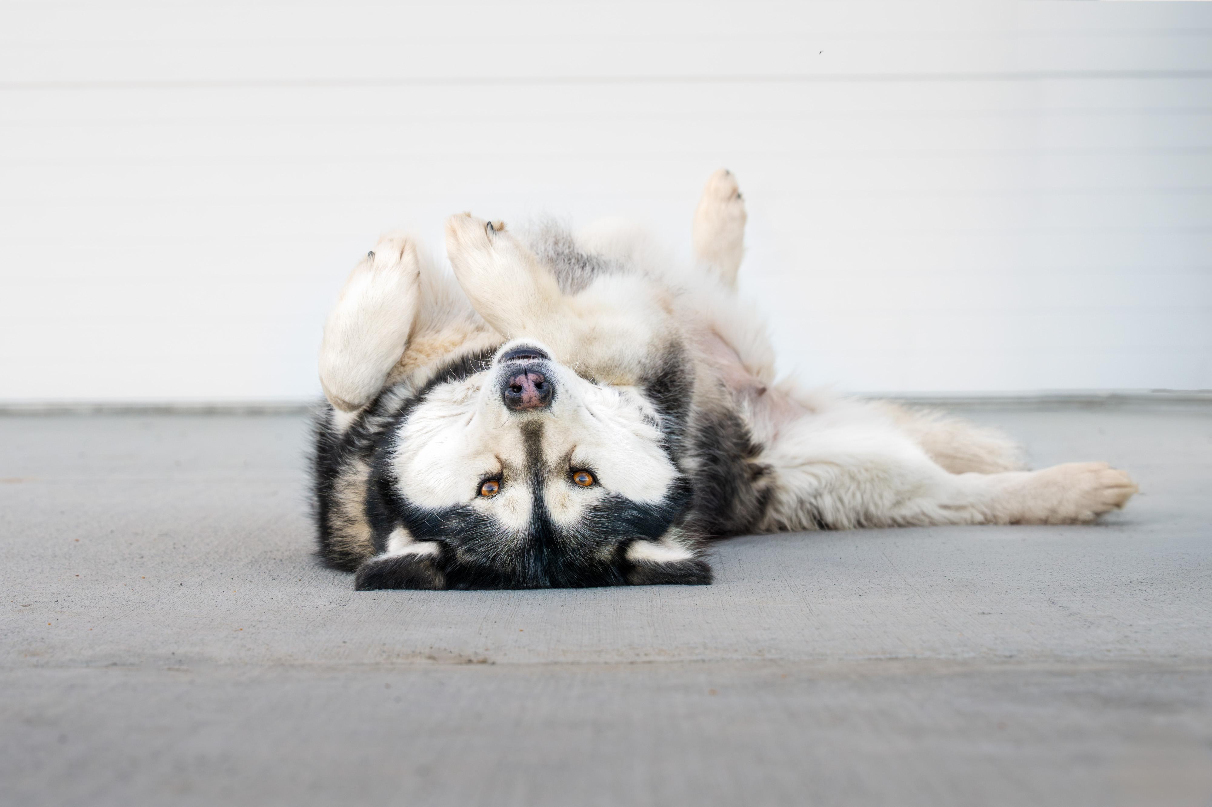 Enlarge Gwyneira, a ADOPTABLE Husky in Othello, WA image 4/6