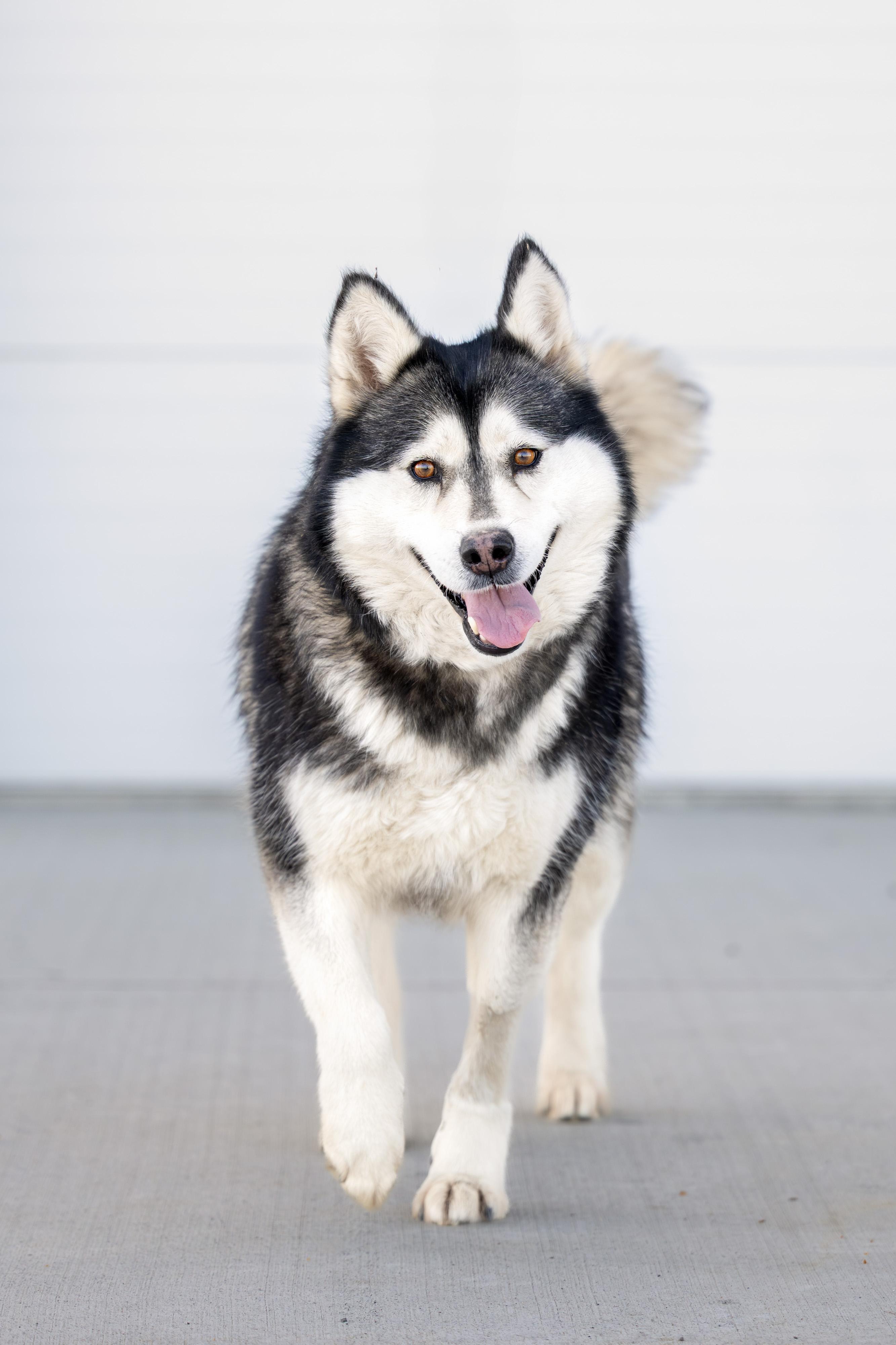 Enlarge Gwyneira, a ADOPTABLE Husky in Othello, WA image 1/6