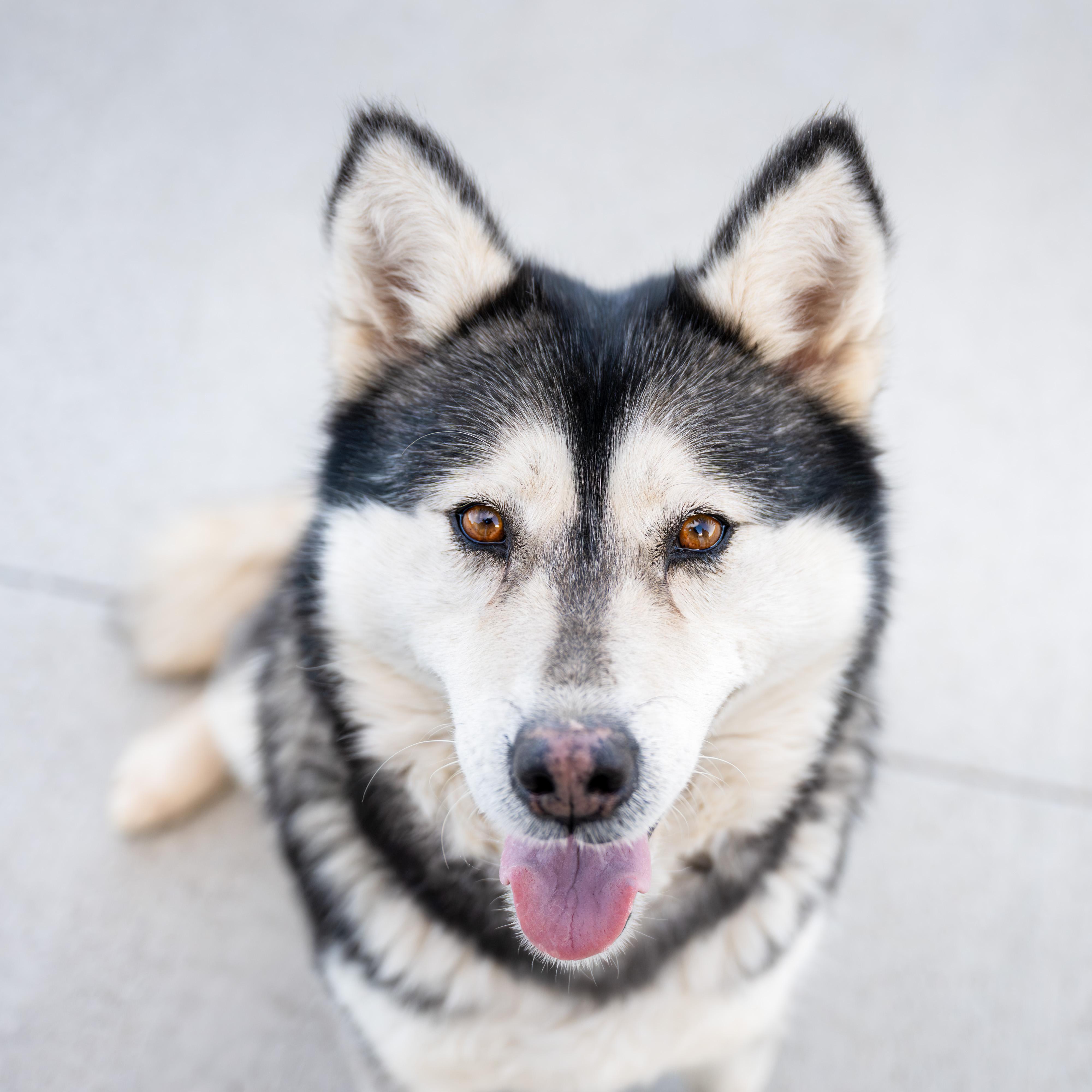 Enlarge Gwyneira, a ADOPTABLE Husky in Othello, WA image 5/6