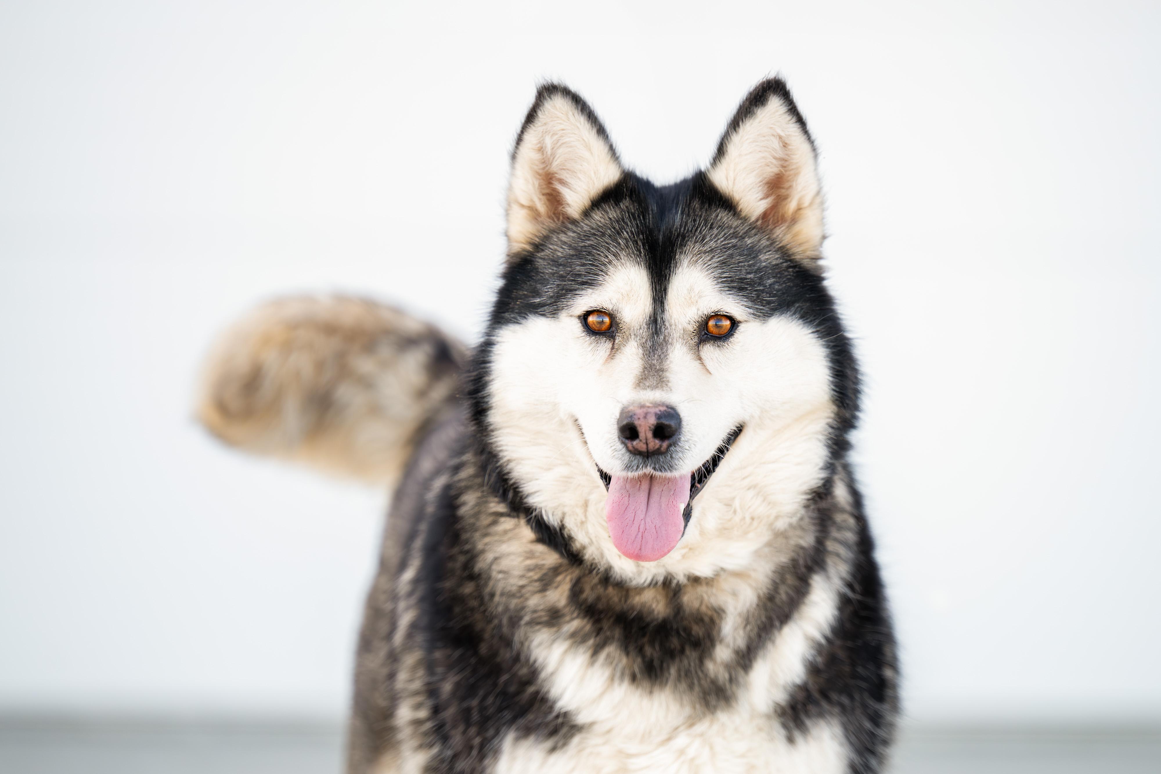 Enlarge Gwyneira, a ADOPTABLE Husky in Othello, WA image 6/6