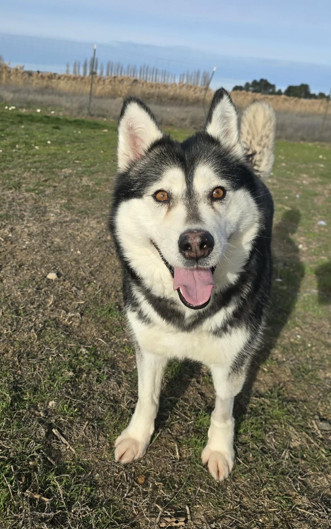Enlarge Gwyneira, a ADOPTABLE Husky in Othello, WA image 3/6