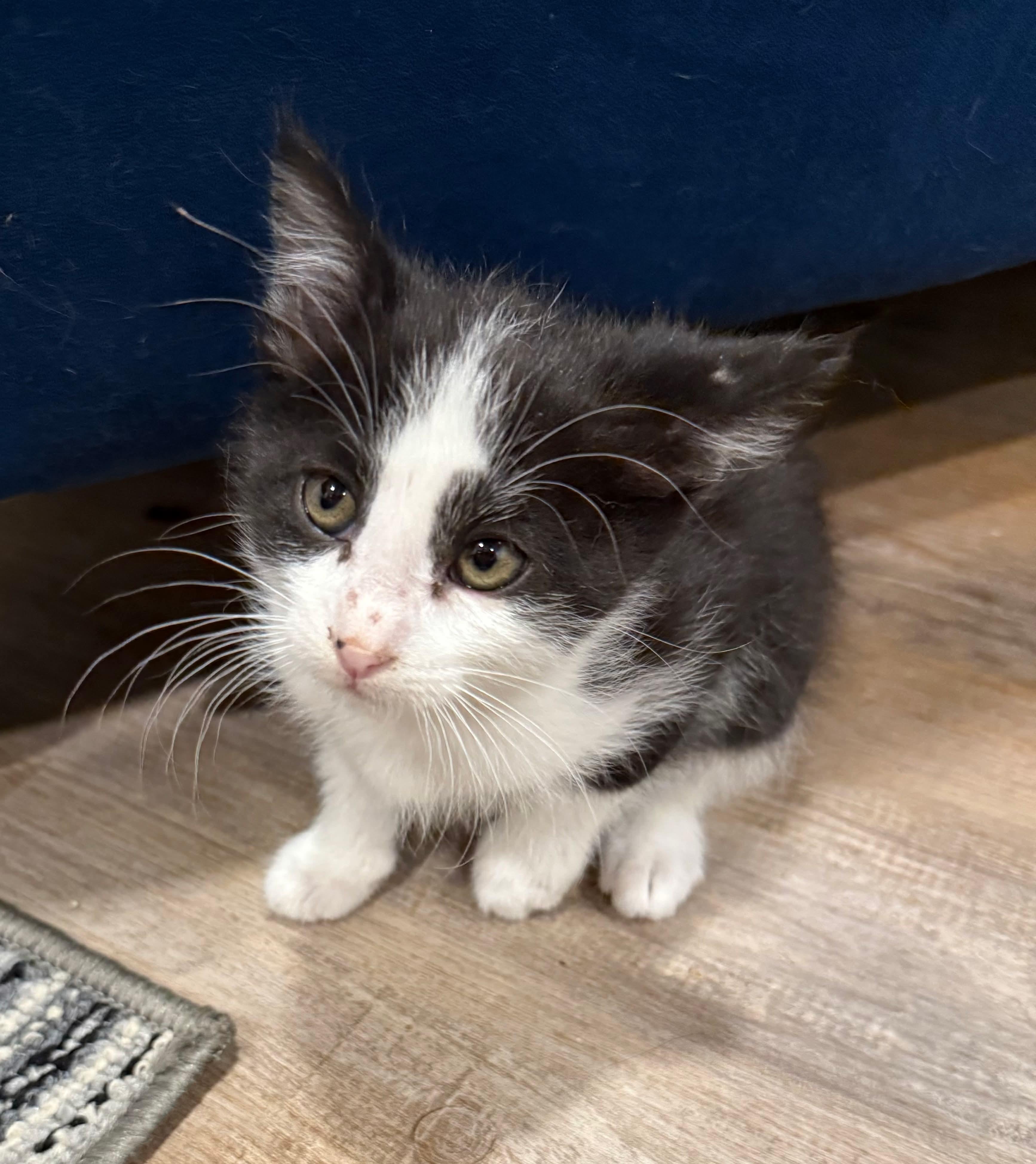 Benny, a ADOPTABLE Domestic Short Hair in Sioux Falls, SD image 2/2