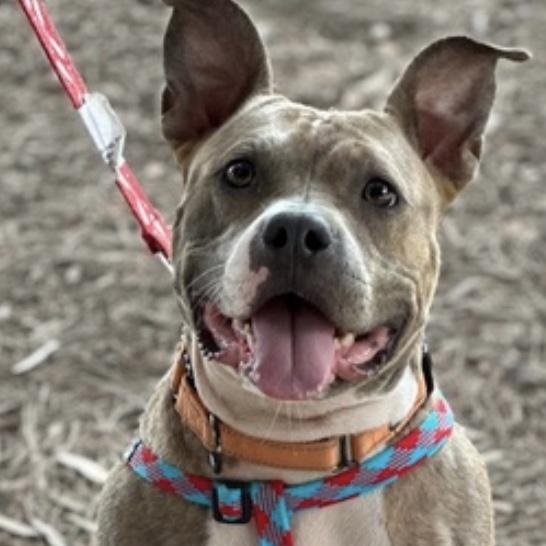 Chilli-Urgent