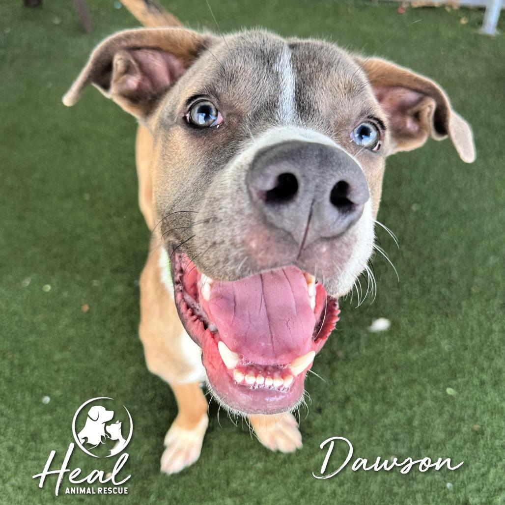 Enlarge Dawson, a Adoptable mixed breed in Youngwood, PA image 1/4
