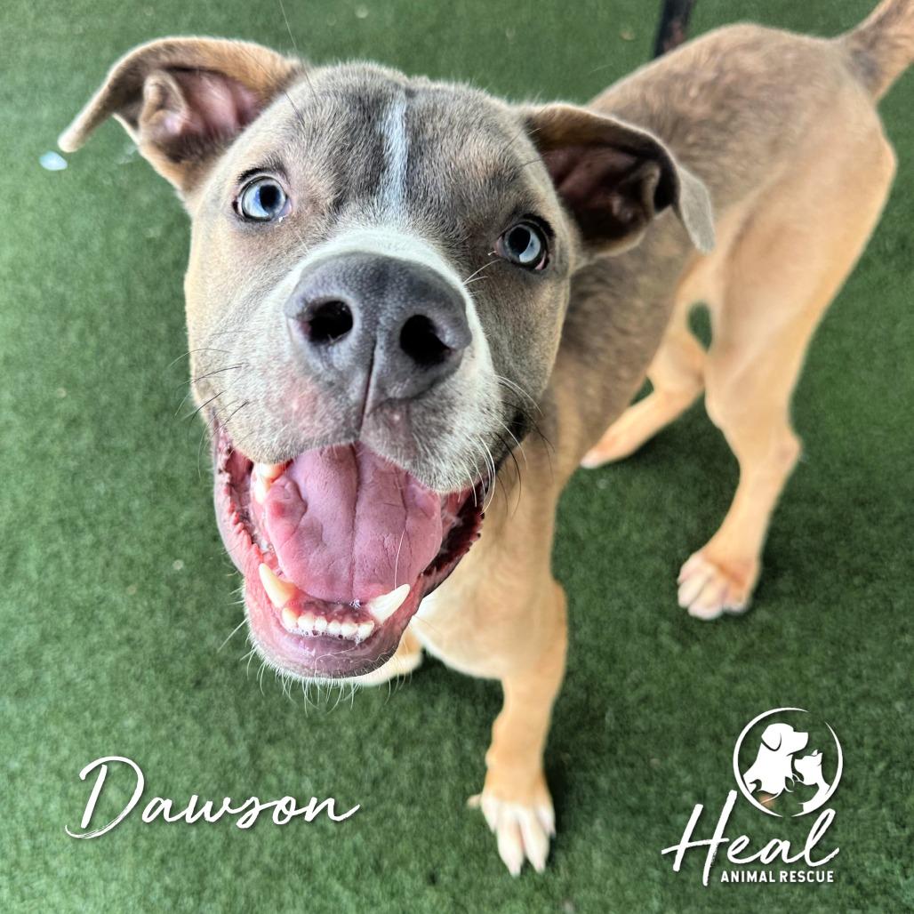 Enlarge Dawson, a Adoptable mixed breed in Youngwood, PA image 2/4