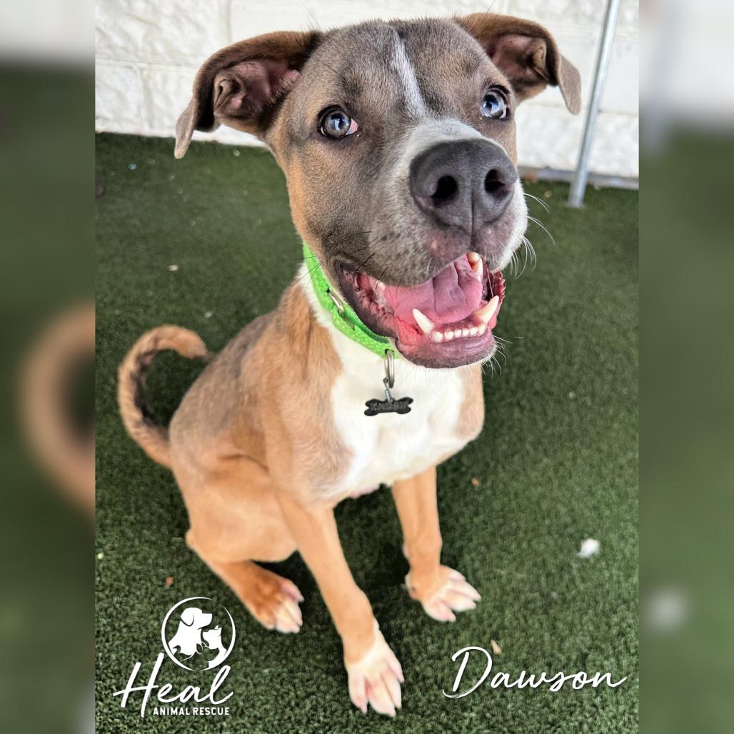 Enlarge Dawson, a Adoptable mixed breed in Youngwood, PA image 3/4