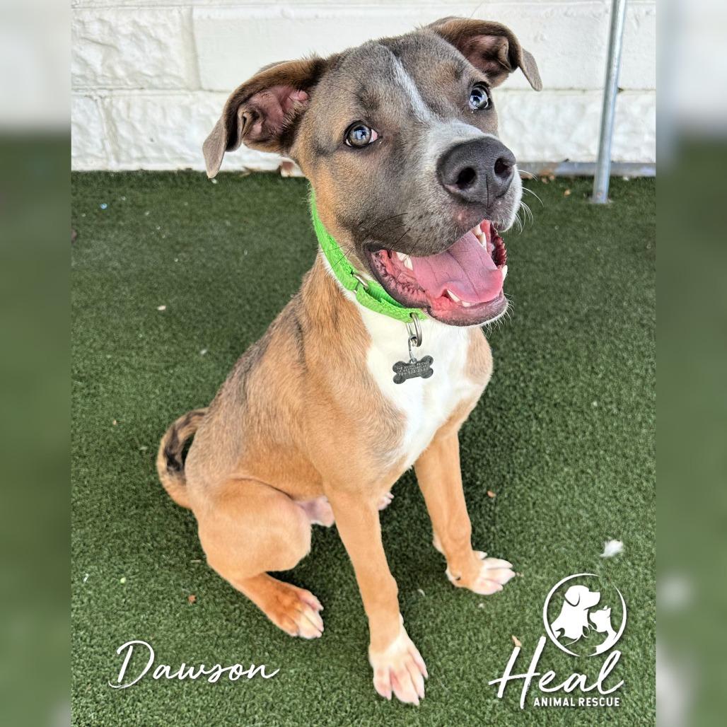 Enlarge Dawson, a Adoptable mixed breed in Youngwood, PA image 4/4