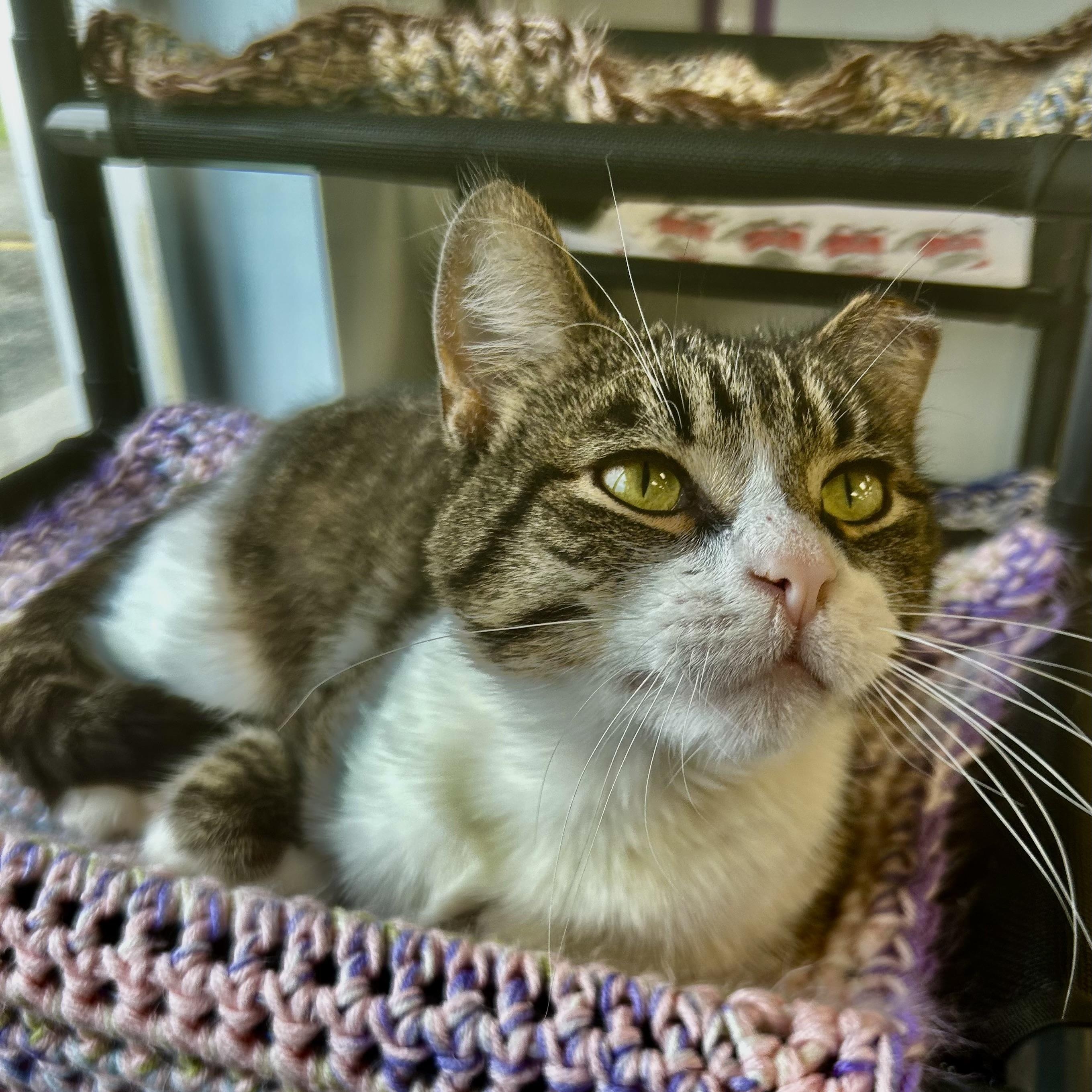 Enlarge Thumbs, an adoptable Tabby in Grand Rapids, MI image 2/6