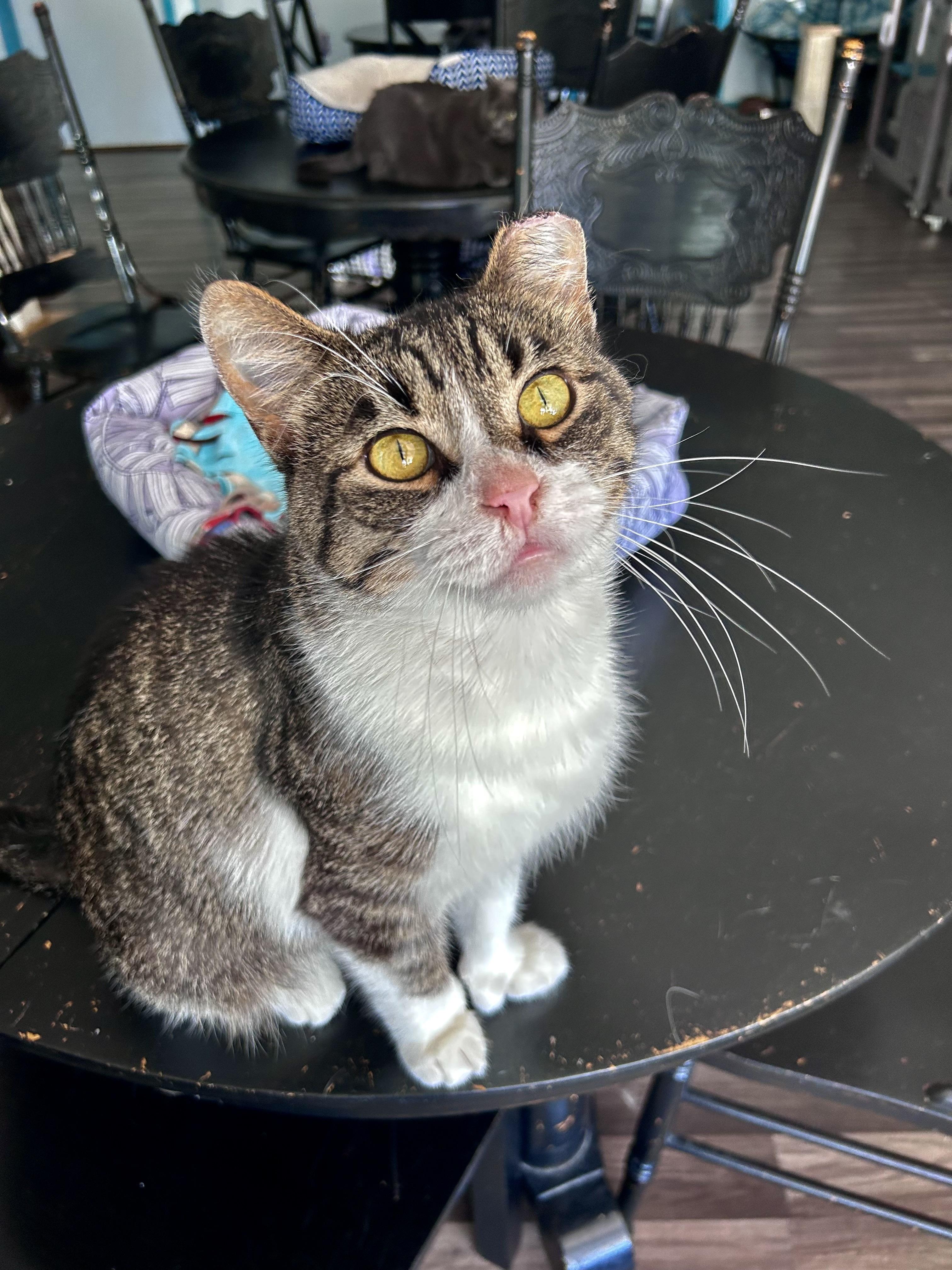 Enlarge Thumbs, an adoptable Tabby in Grand Rapids, MI image 5/6