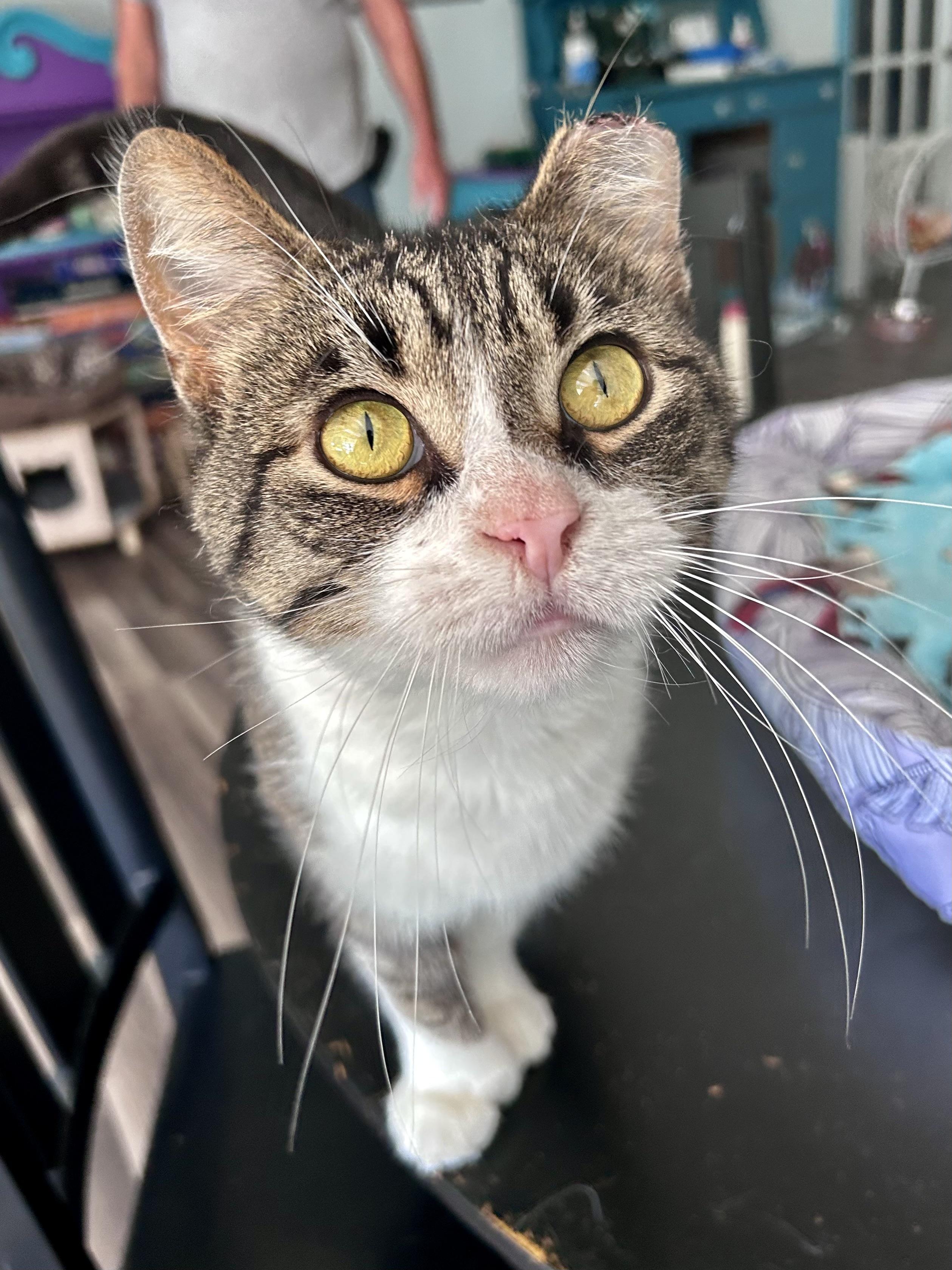 Enlarge Thumbs, an adoptable Tabby in Grand Rapids, MI image 1/6