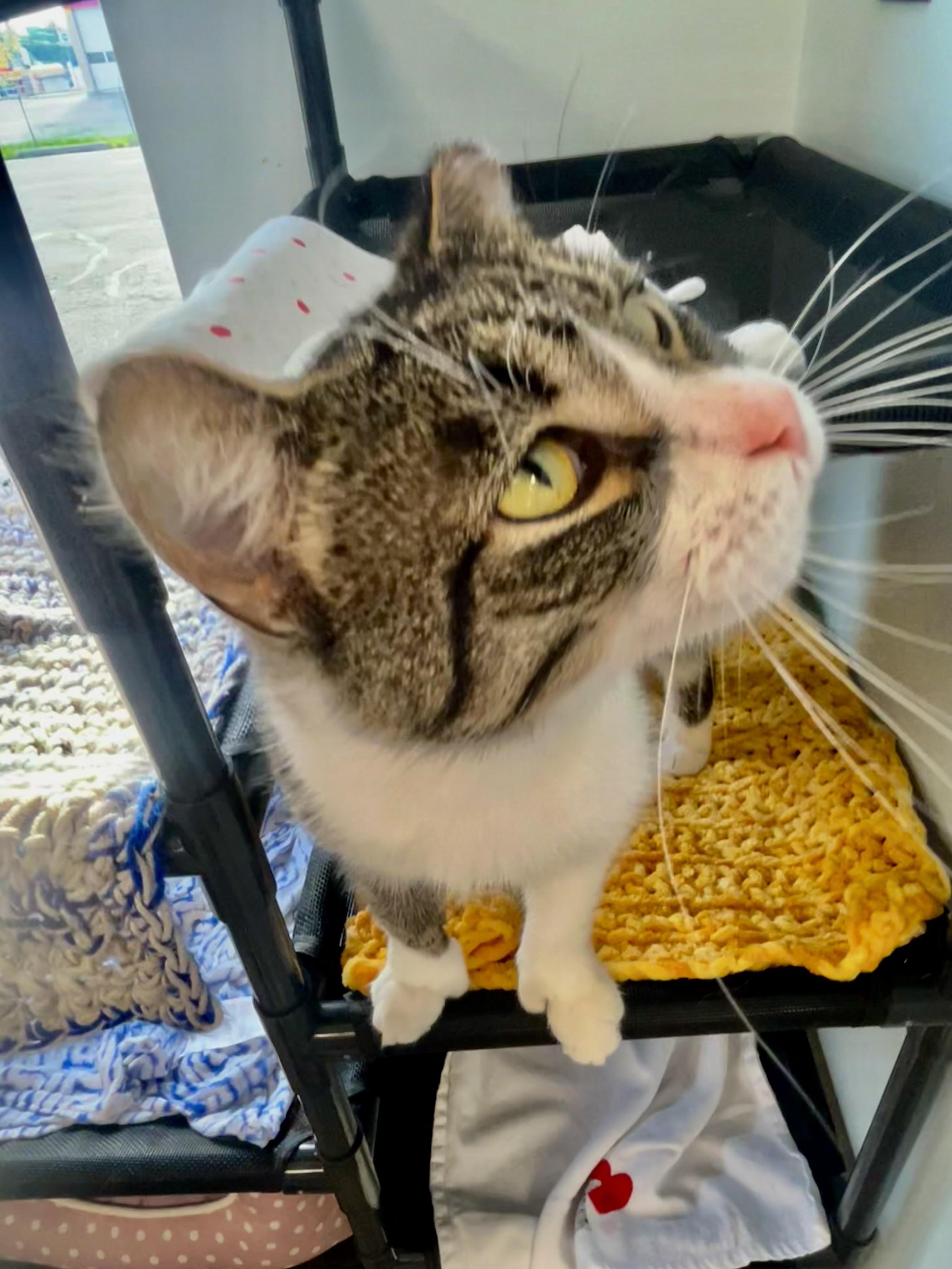 Enlarge Thumbs, an adoptable Tabby in Grand Rapids, MI image 3/6