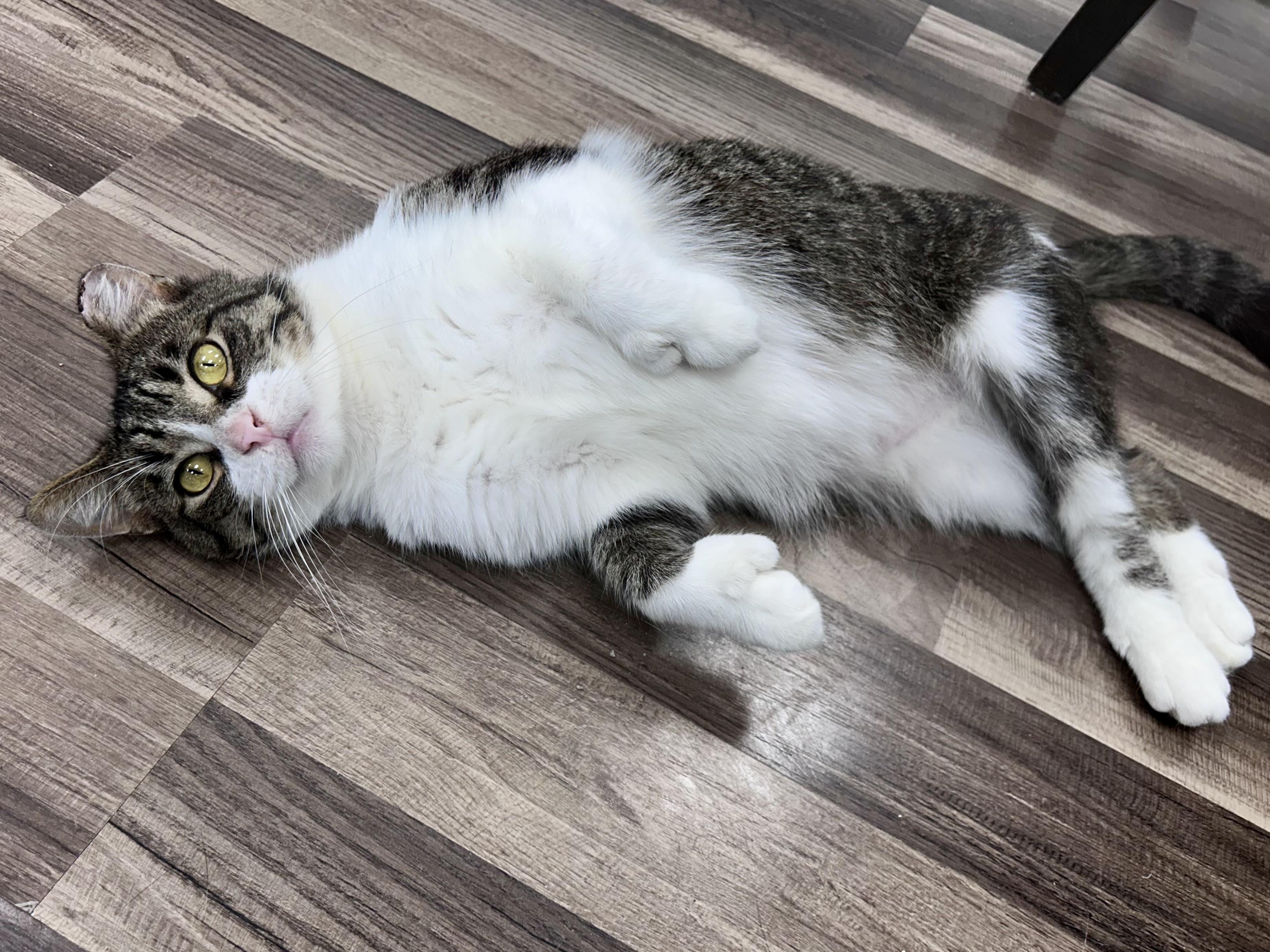 Enlarge Thumbs, an adoptable Tabby in Grand Rapids, MI image 4/6