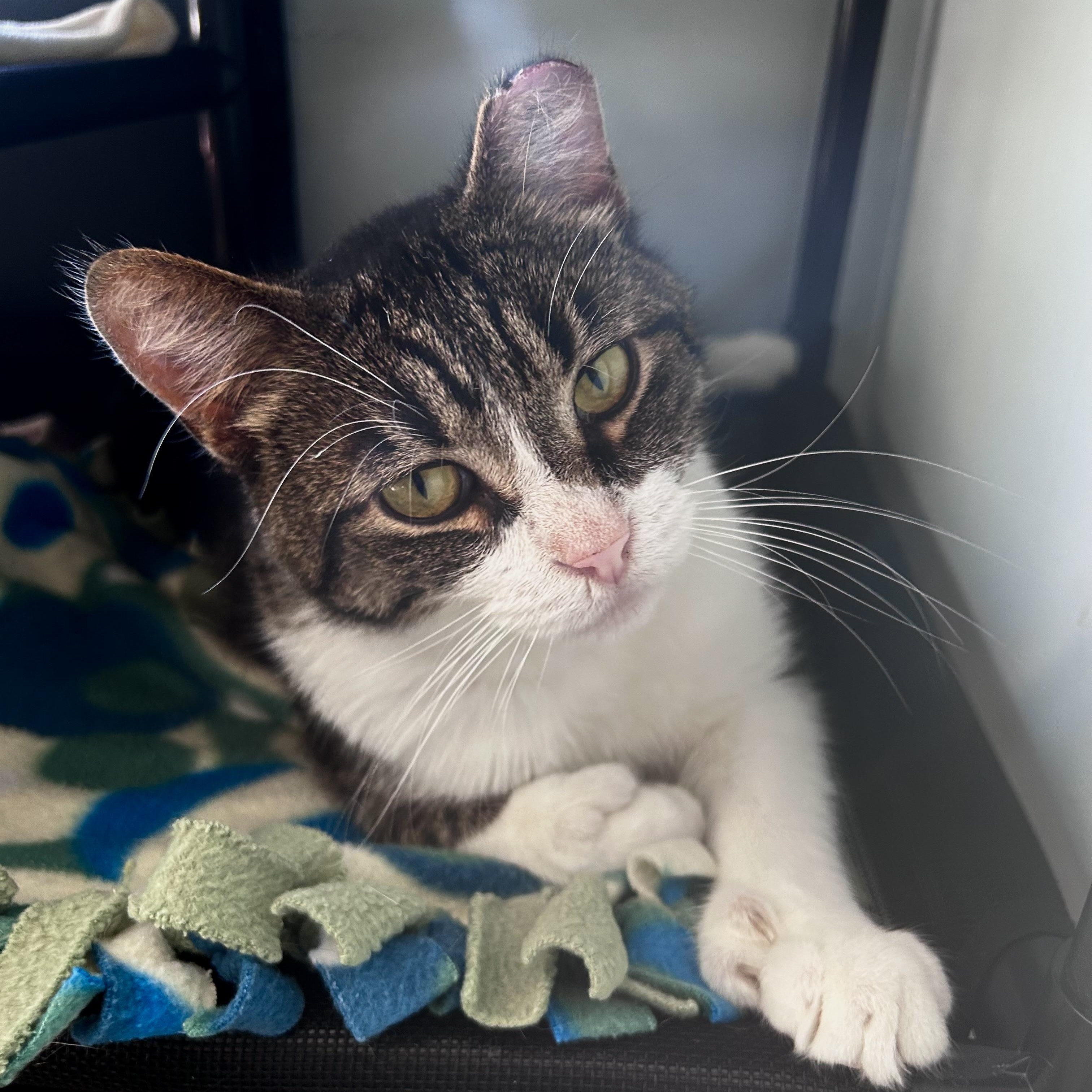 Enlarge Thumbs, an adoptable Tabby in Grand Rapids, MI image 6/6