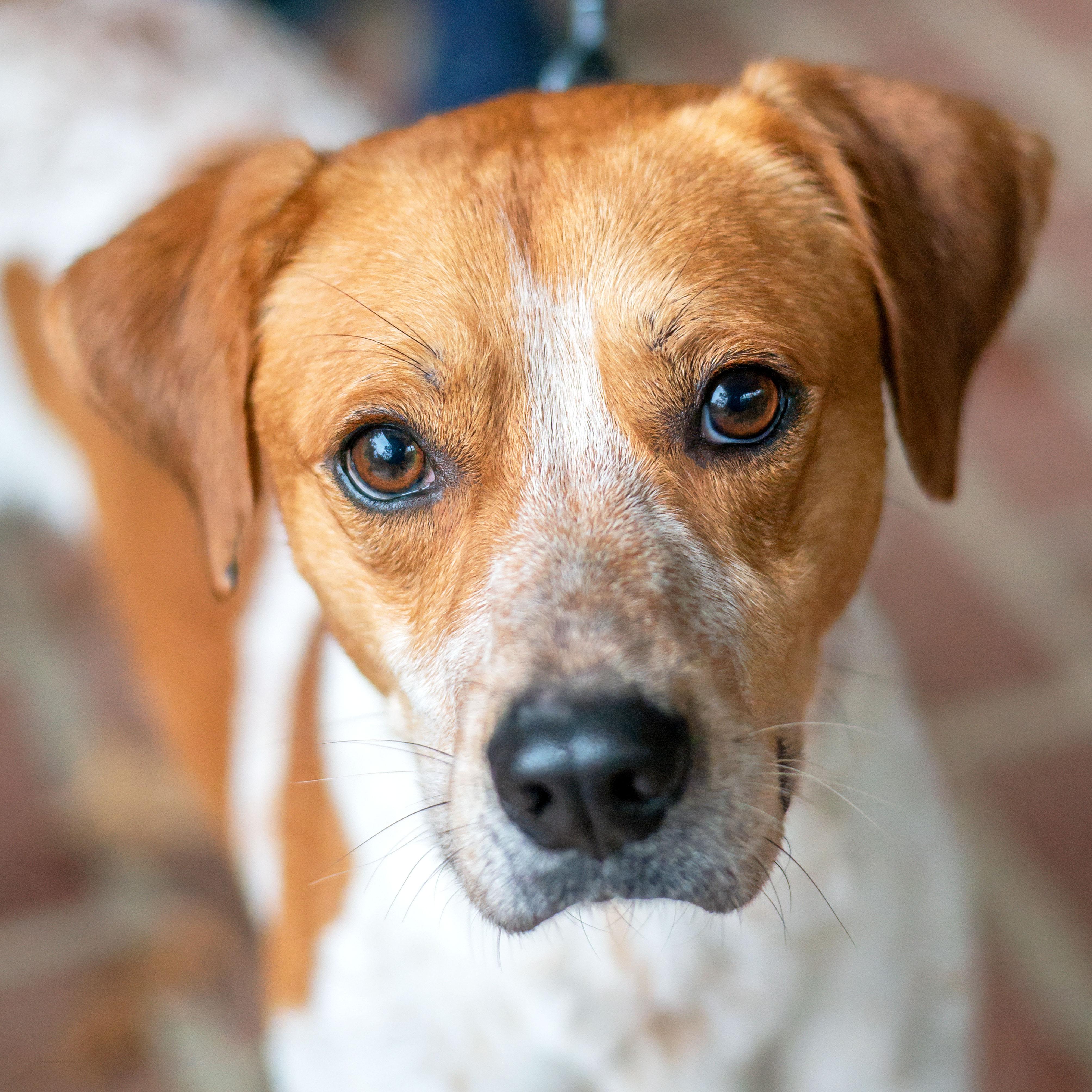 Maddox, Adoptable, Adult Male Cattle Dog.