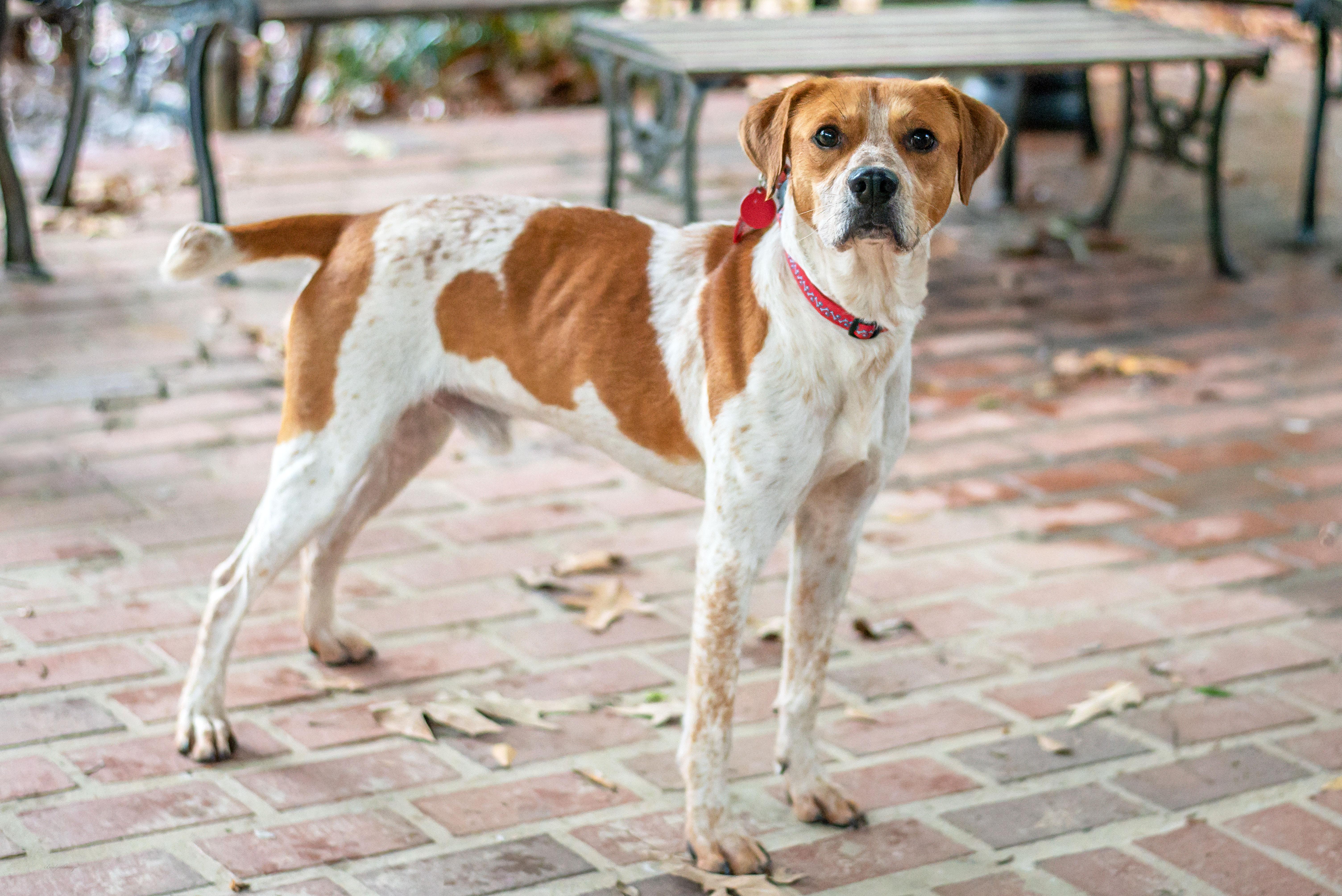 Maddox, a Adoptable mixed breed in Baton Rouge, LA image 2/2