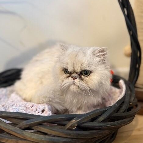 Margot Marvelous — thumbnail 4