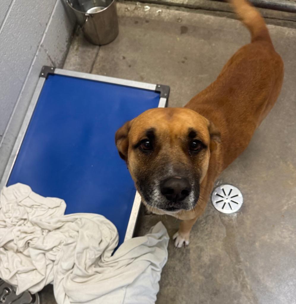 Henry-Adoptable Awaiting S/N, Adoptable, Young Male Mixed Breed & Labrador Retriever.