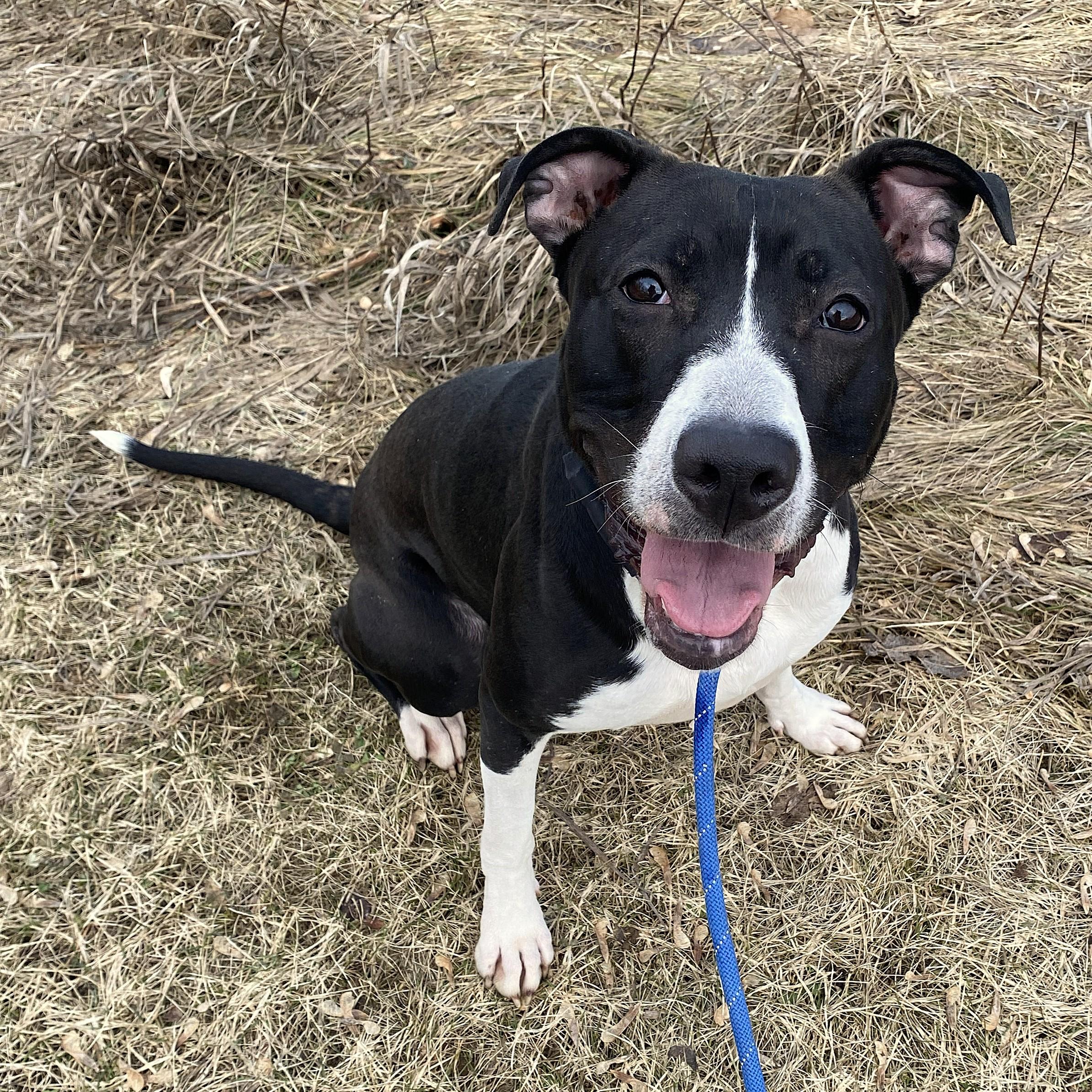 Enlarge Julup, a ADOPTABLE mixed breed in Allegan, MI image 3/6