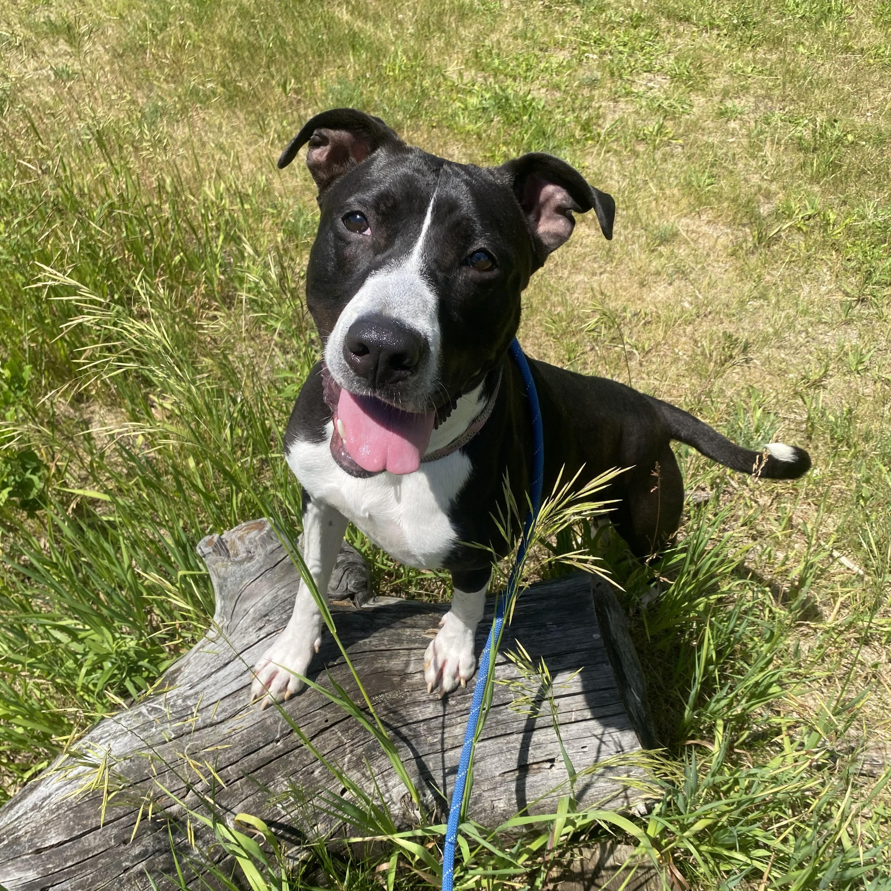 Enlarge Julup, a ADOPTABLE mixed breed in Allegan, MI image 2/6
