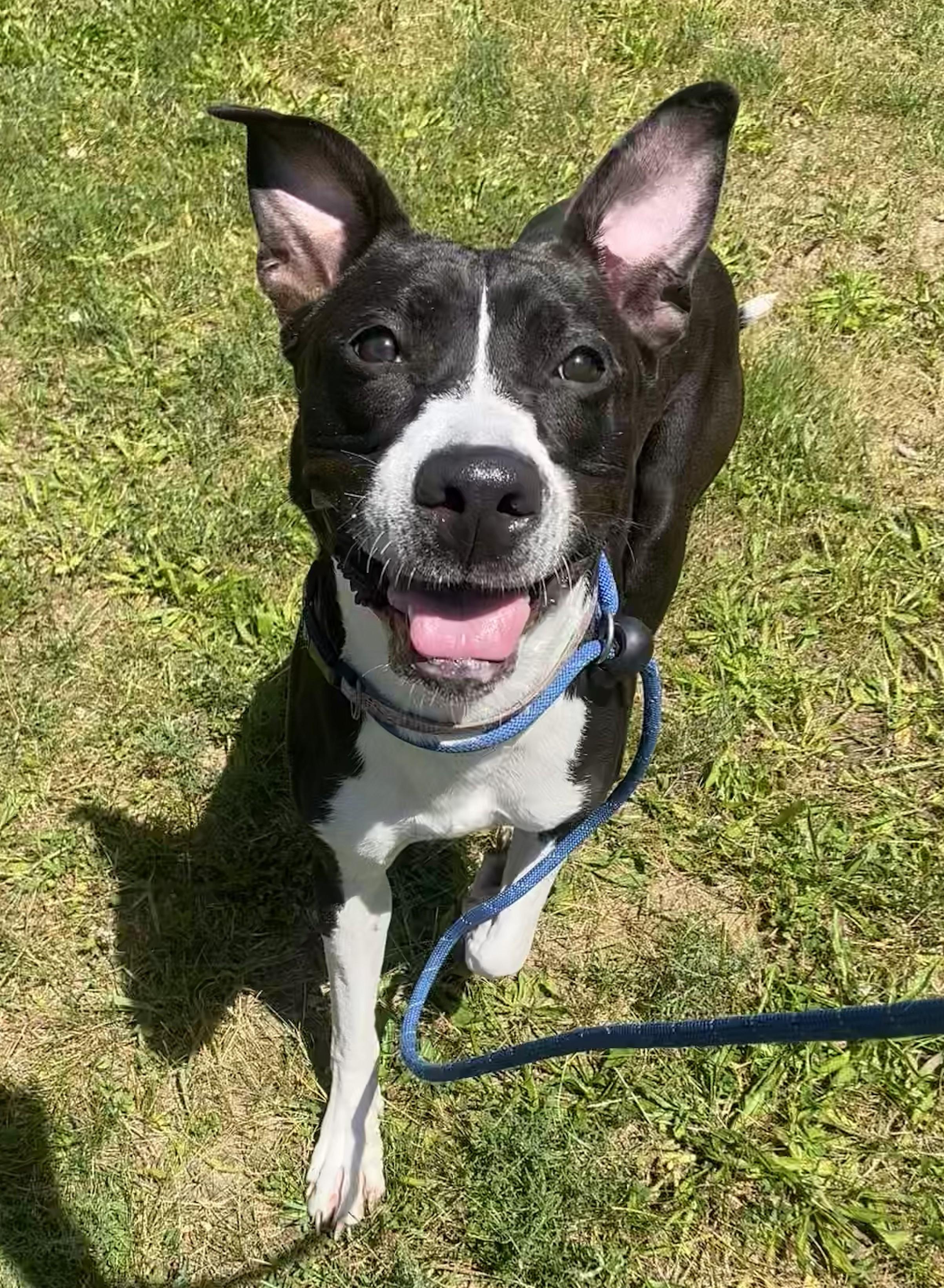 Enlarge Julup, a ADOPTABLE mixed breed in Allegan, MI image 3/6