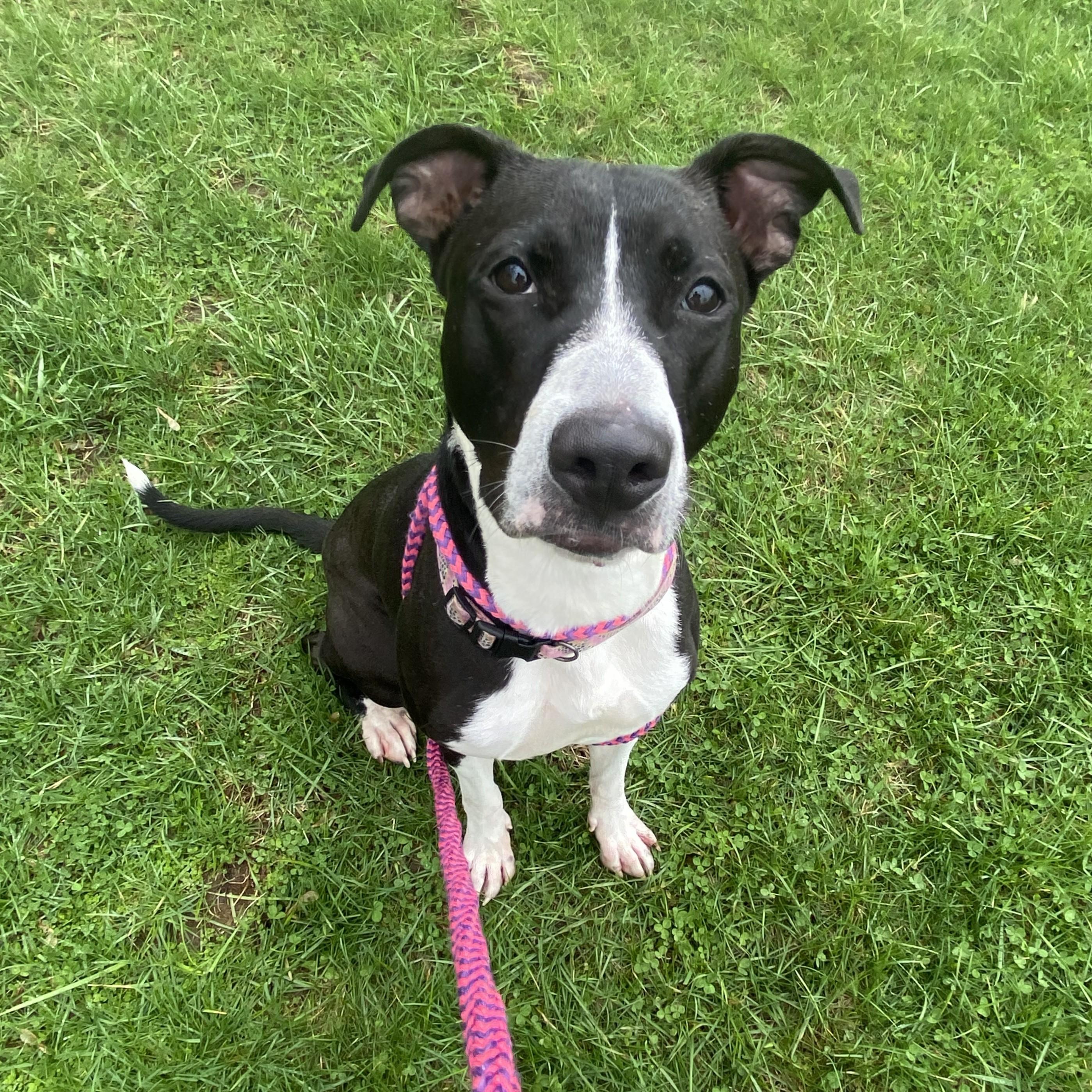 Enlarge Julup, a ADOPTABLE mixed breed in Allegan, MI image 5/6