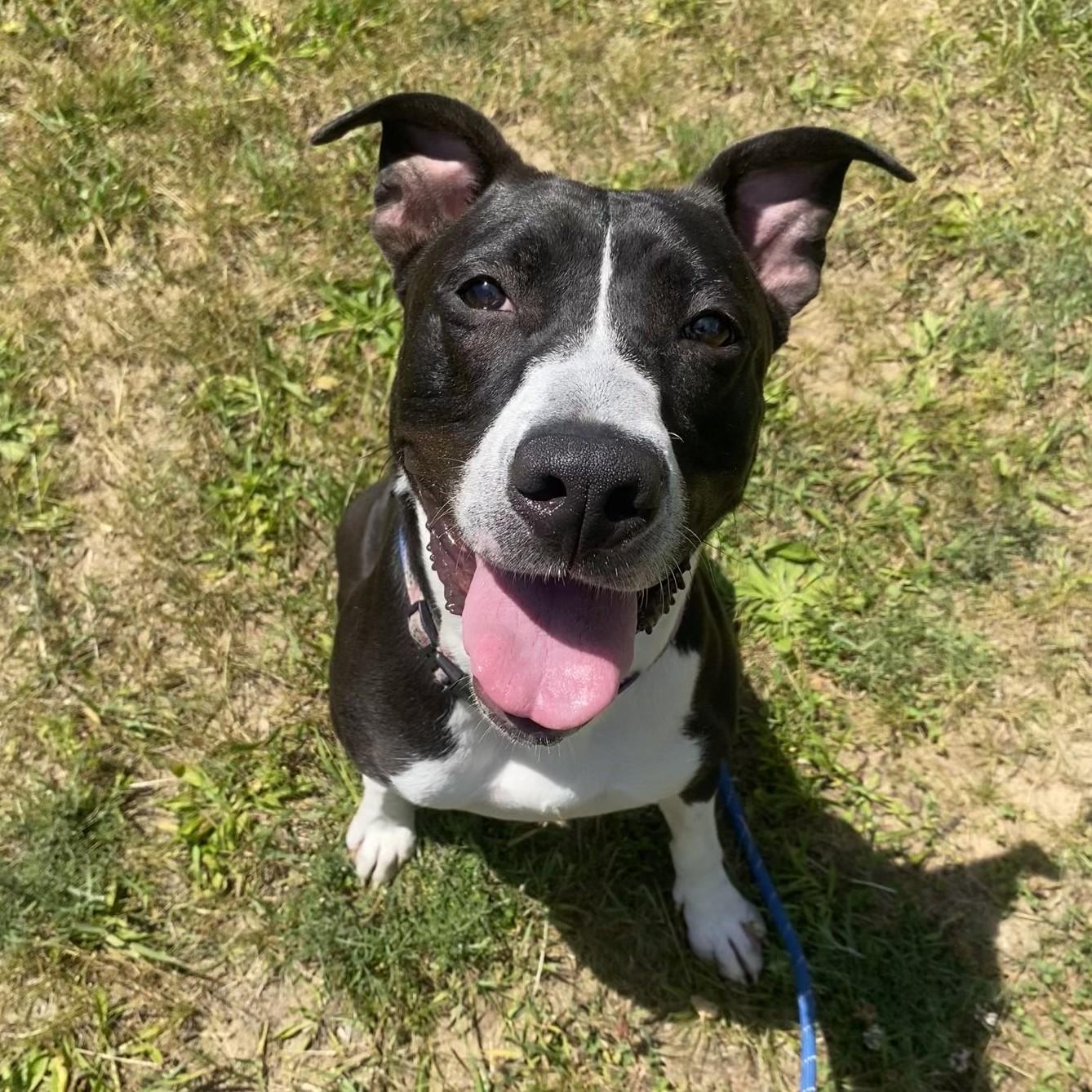 Enlarge Julup, a ADOPTABLE mixed breed in Allegan, MI image 6/6