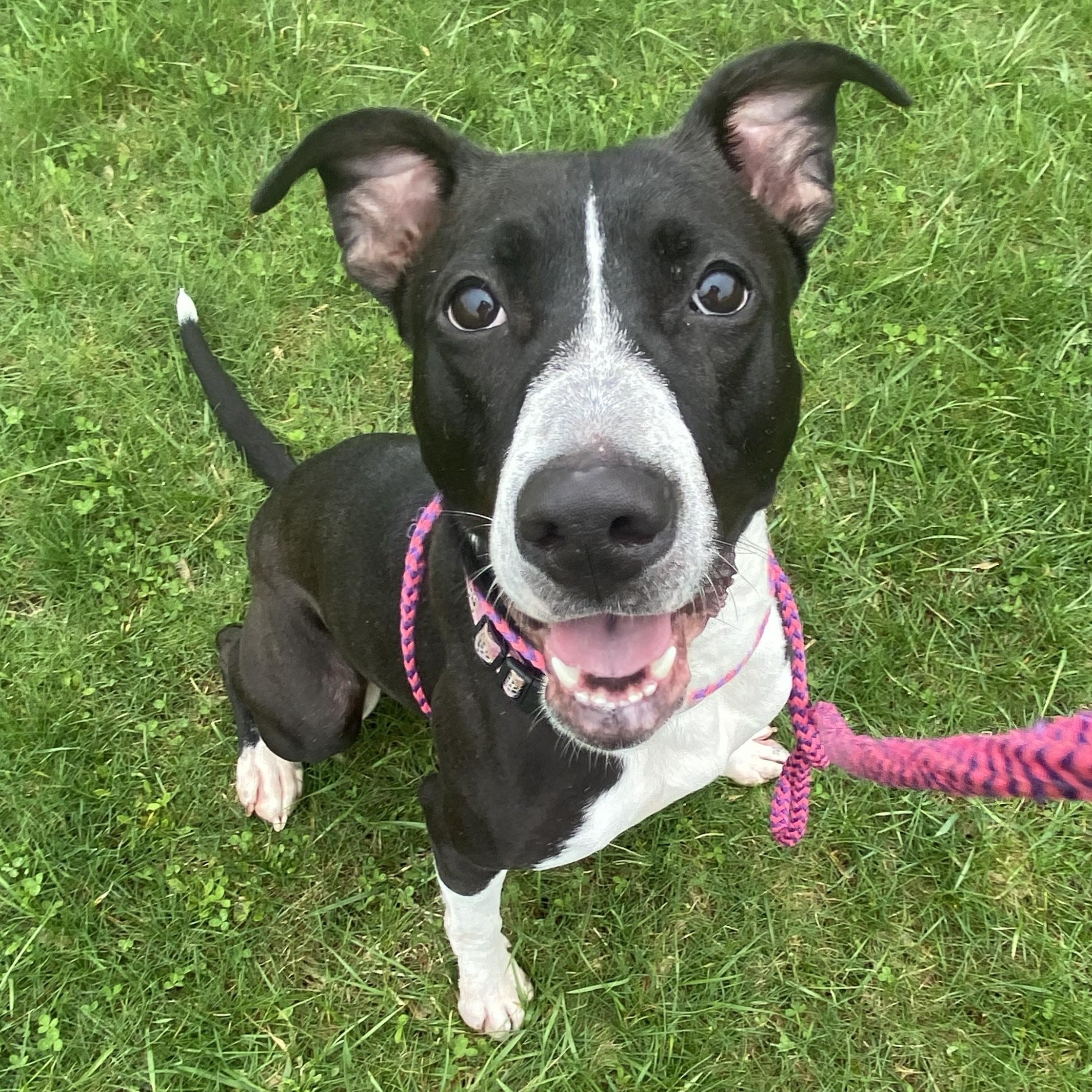 Julup, ADOPTABLE, Adult Female Pit Bull Terrier.