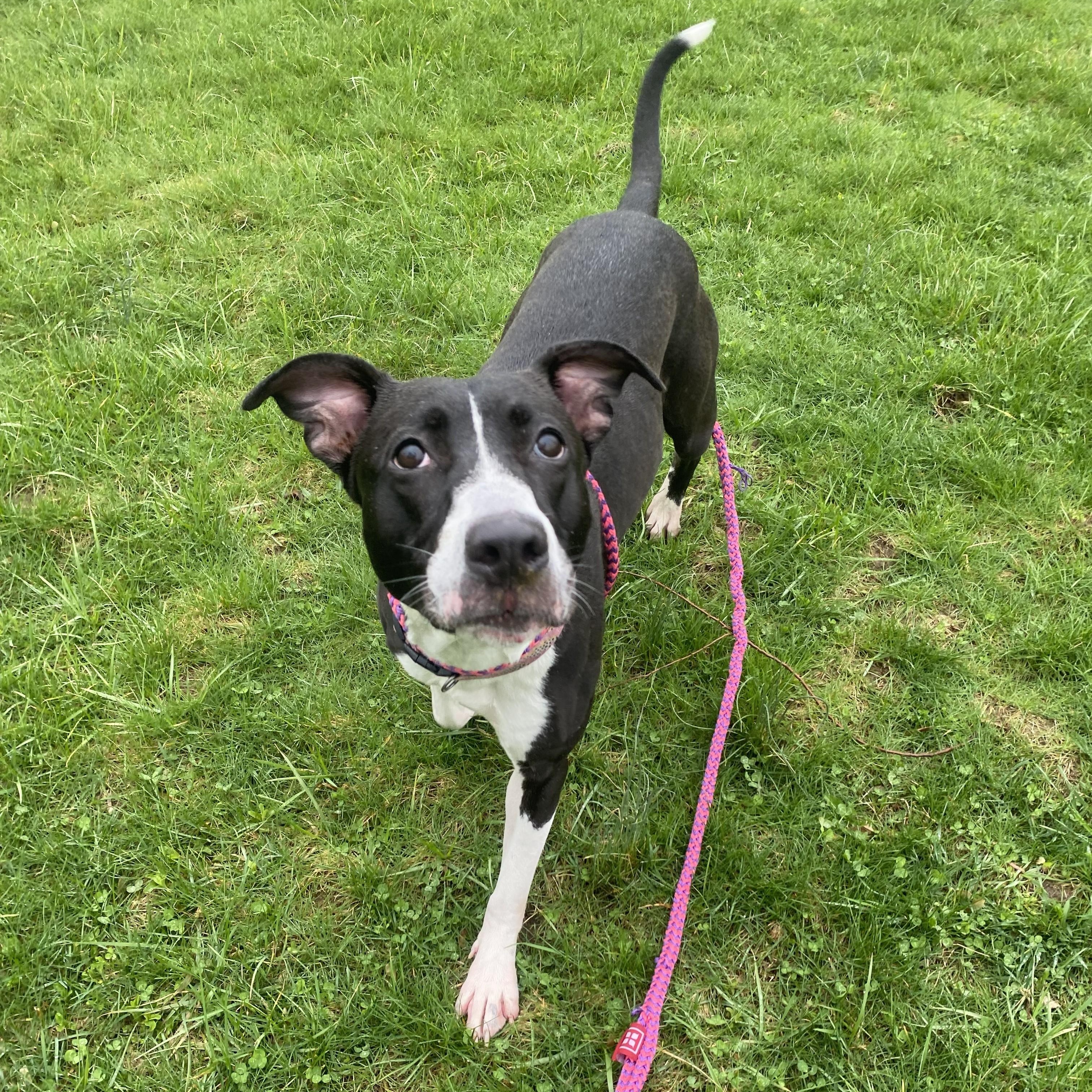 Enlarge Julup, a ADOPTABLE mixed breed in Allegan, MI image 2/6