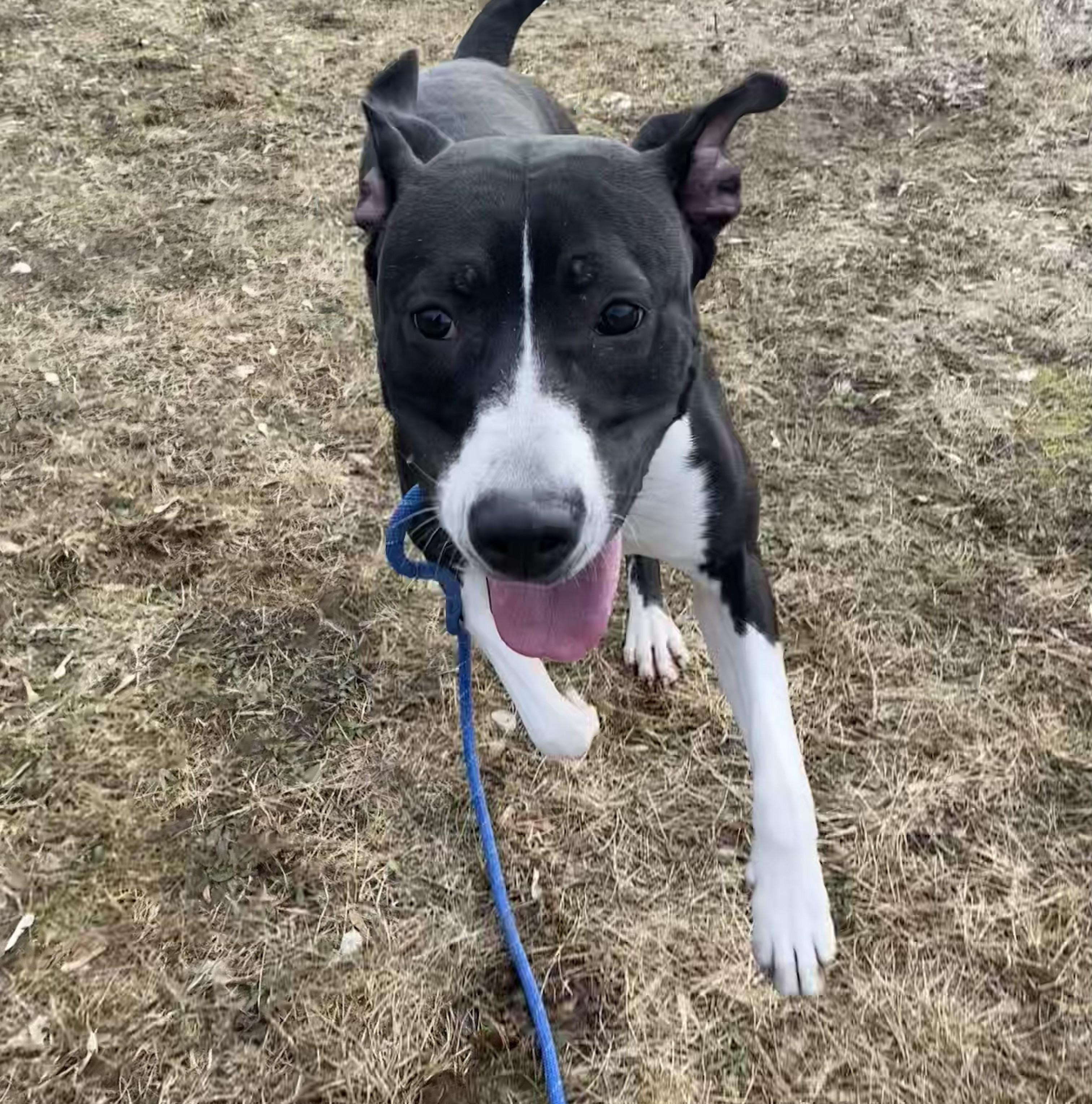 Julup — thumbnail 3