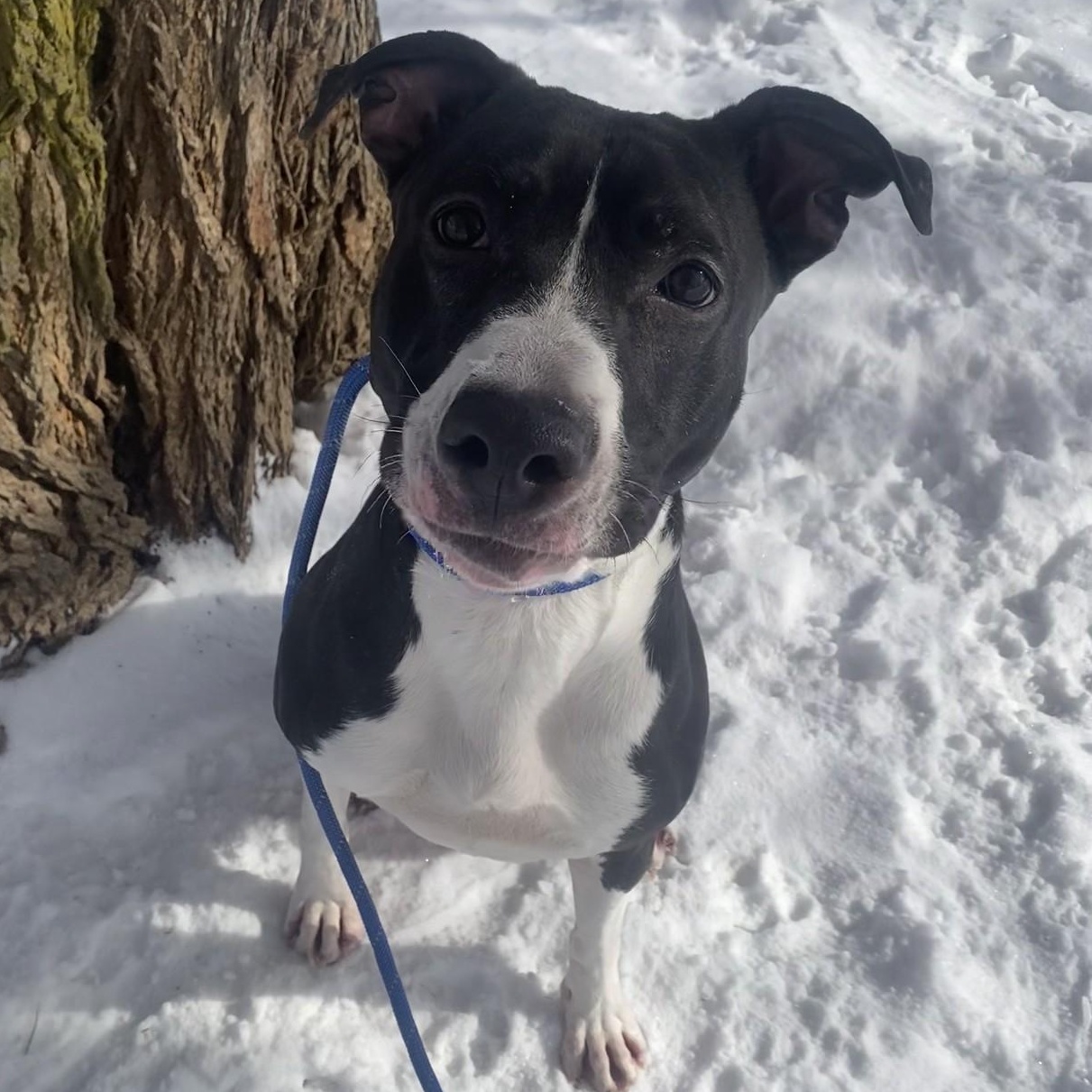 Julup — thumbnail 4