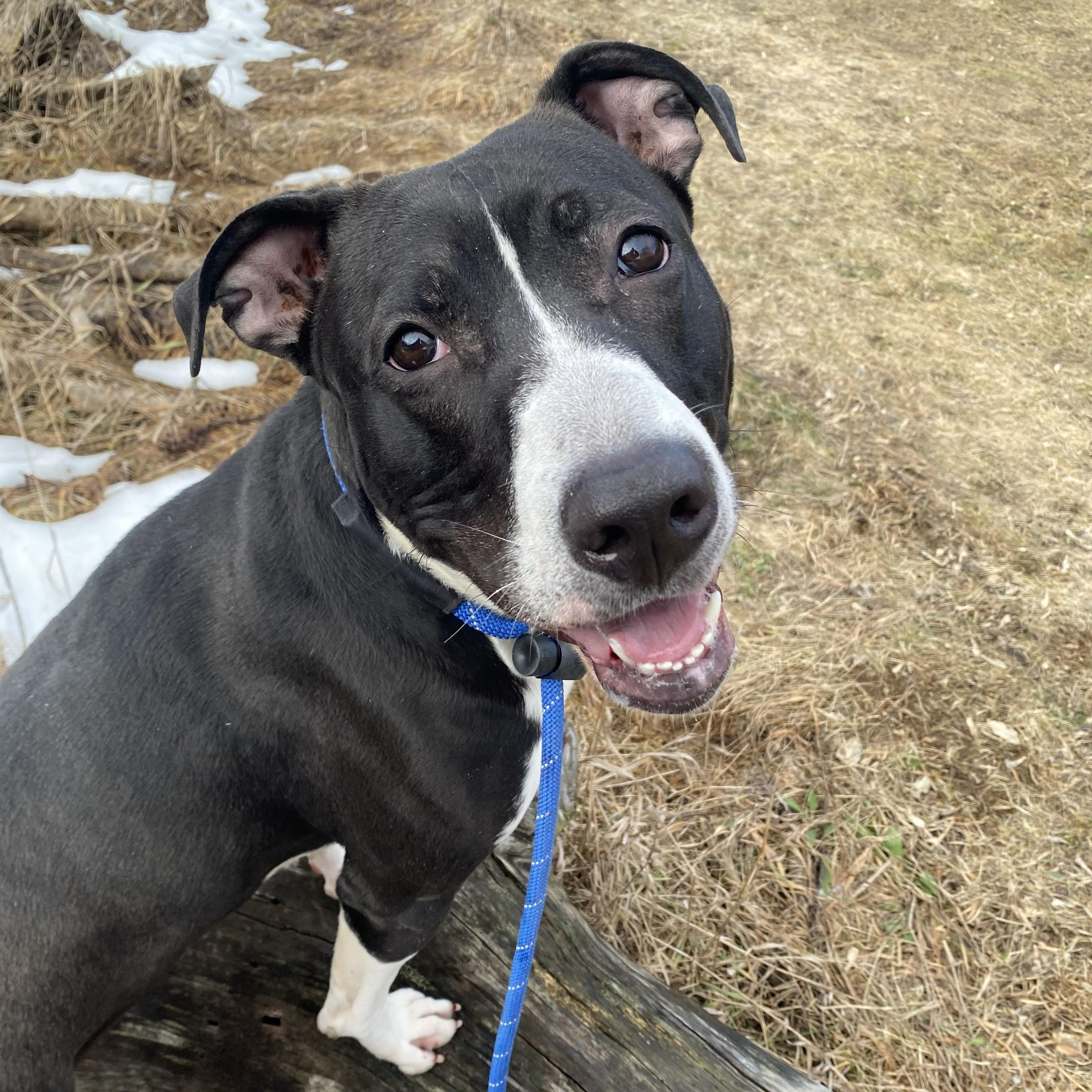Enlarge Julup, a ADOPTABLE mixed breed in Allegan, MI image 6/6