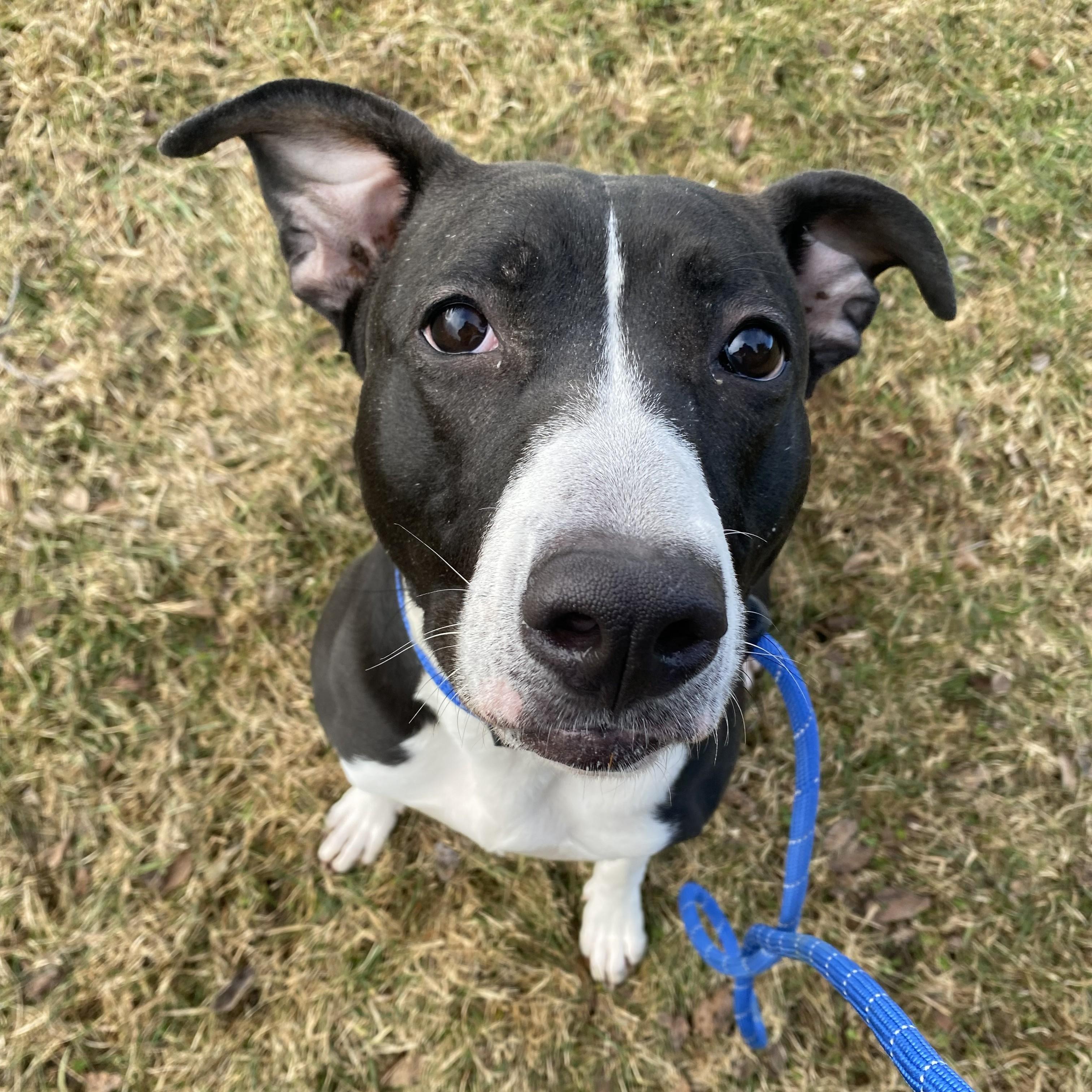 Enlarge Julup, a ADOPTABLE mixed breed in Allegan, MI image 4/6