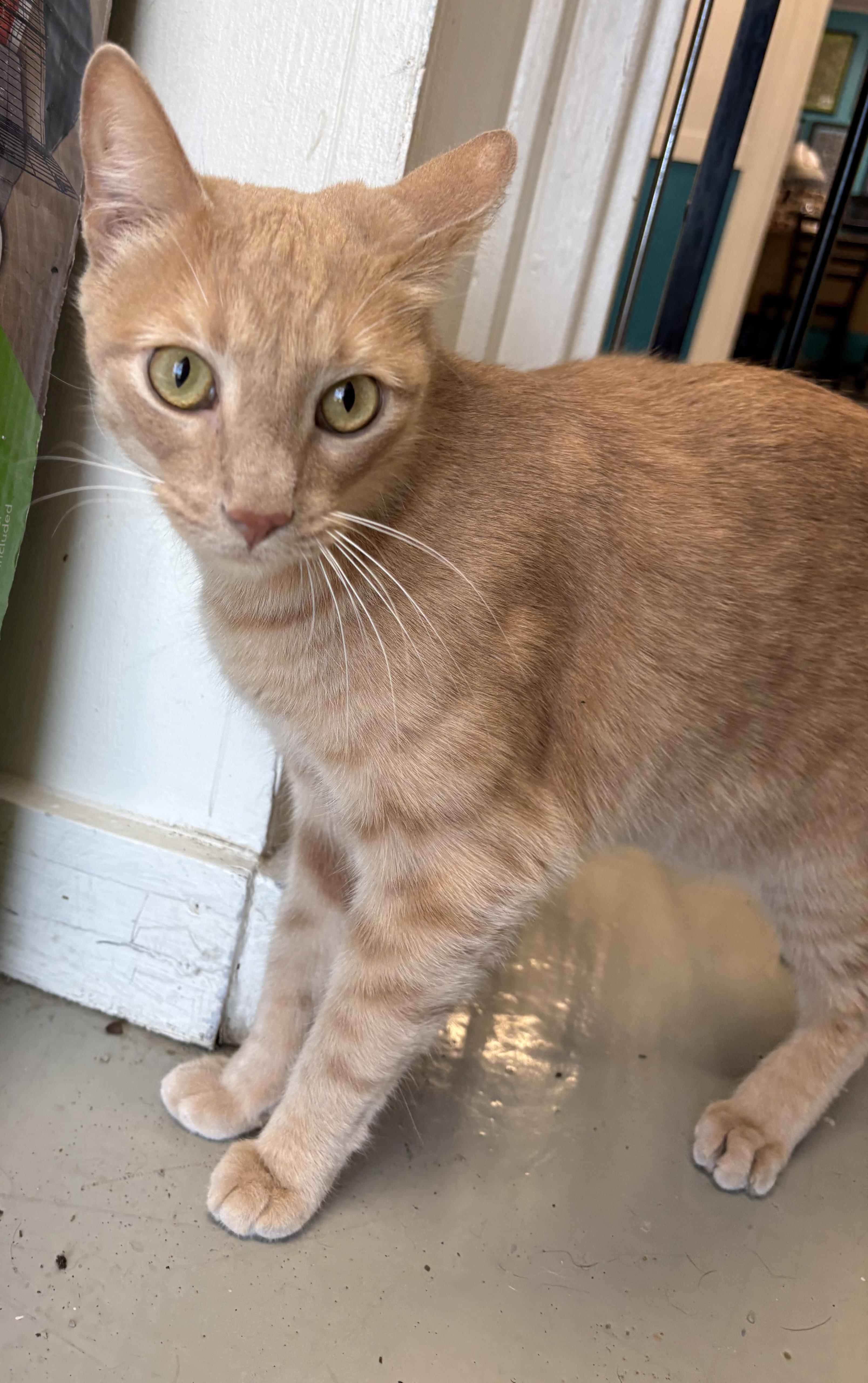 Enlarge Biscoff, a ADOPTABLE Domestic Short Hair in Plano, TX image 2/3