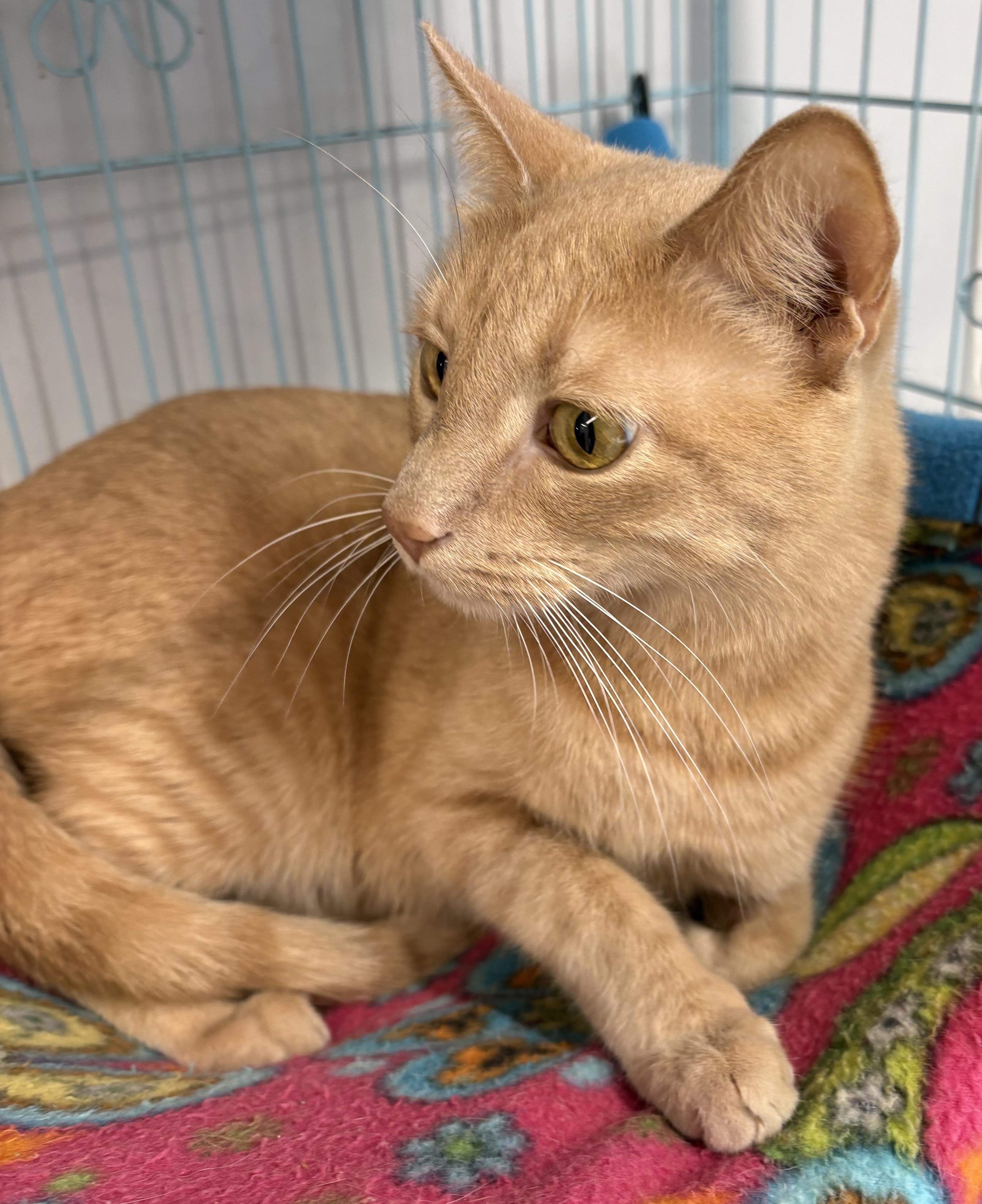 Biscoff, ADOPTABLE, Adult Male Domestic Short Hair.