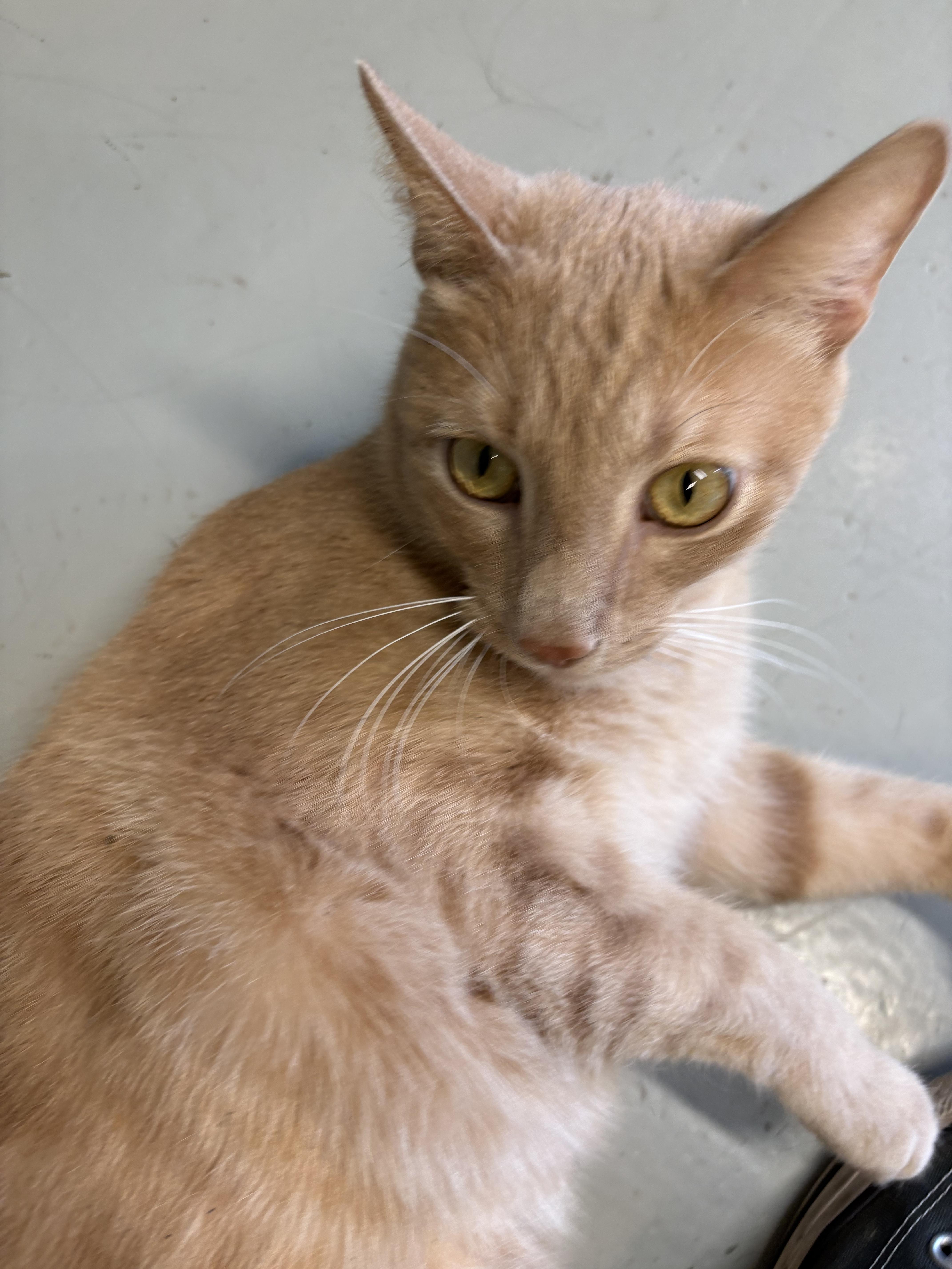 Enlarge Biscoff, a ADOPTABLE Domestic Short Hair in Plano, TX image 3/3