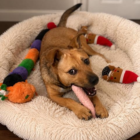 Enlarge Pinky, Loving puppy, Friendly, & Affectionate, a Adoptable mixed breed in East Syracuse, NY image 1/5