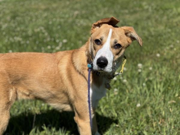 Barely, Adoptable, Young Male Labrador Retriever.