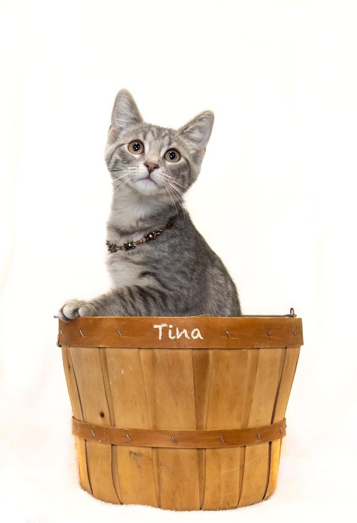 Tina, a Adoptable mixed breed in Hot Springs Village, AR image 1/2