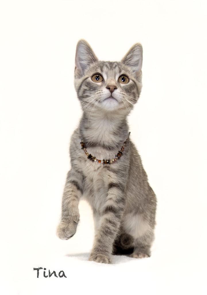 Tina, a Adoptable mixed breed in Hot Springs Village, AR image 2/2