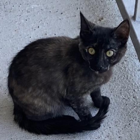Luna, an adoptable Tortoiseshell in Calumet, MI, 49913 | Photo Image 4