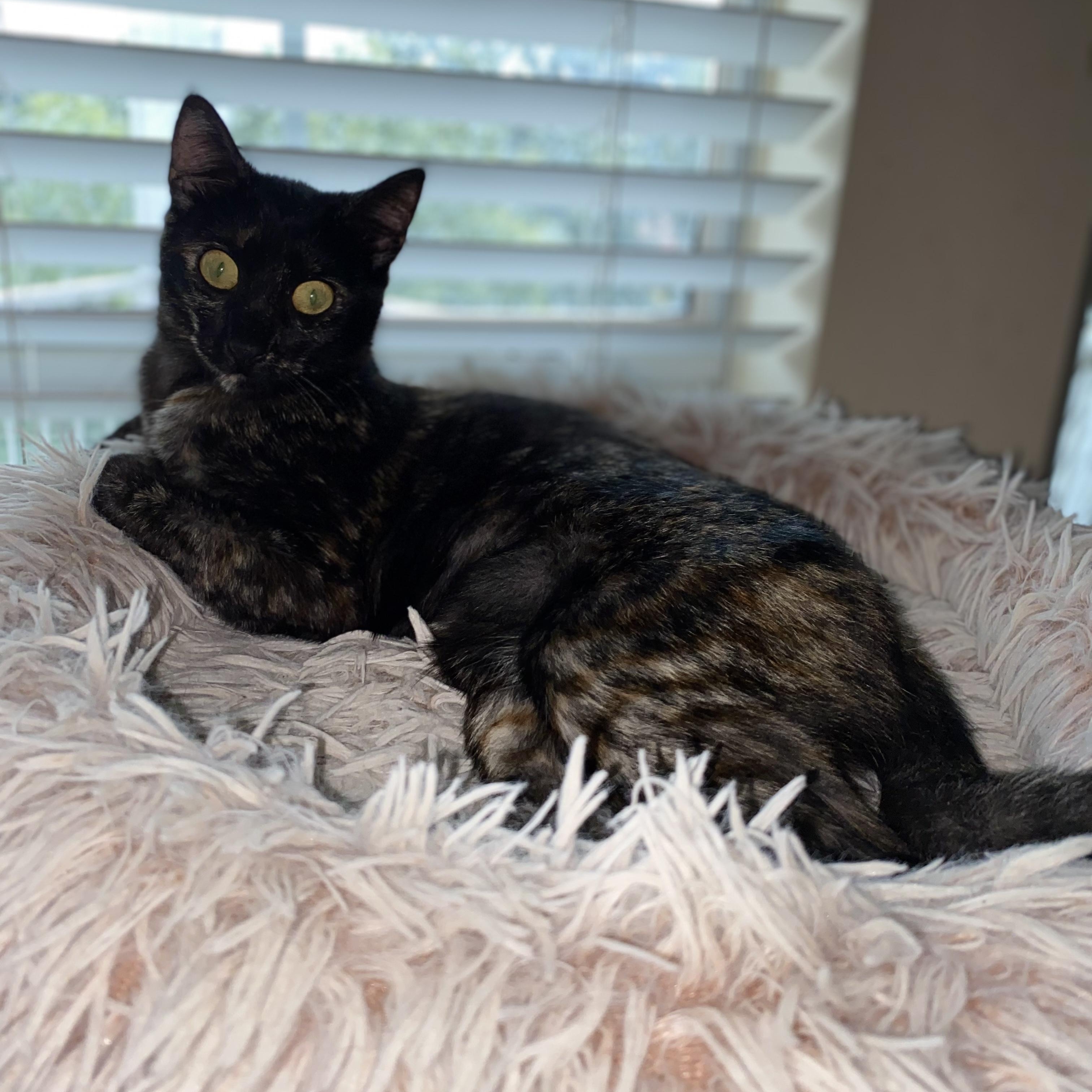 Luna, an adoptable Tortoiseshell in Calumet, MI, 49913 | Photo Image 2